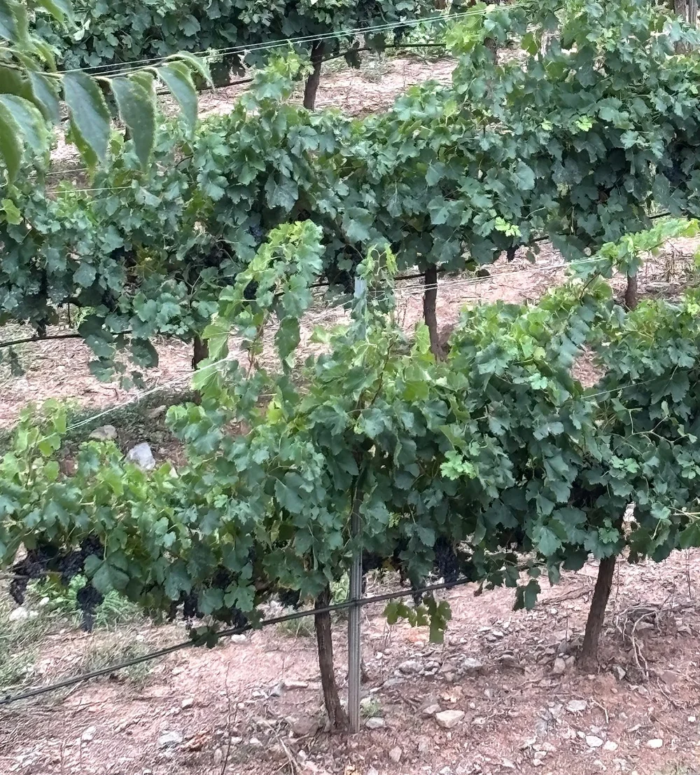 Red grapes almost ready to harvest.