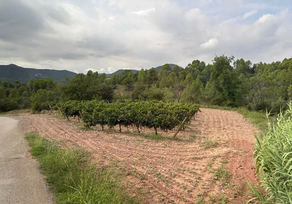 Their vineyards are sometimes tiny and nestled in the forest.