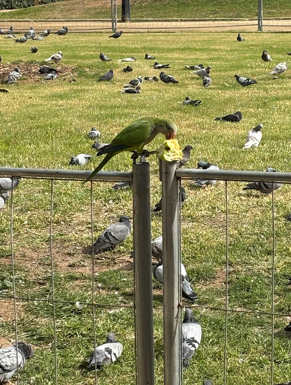 Tasty apple, and pigeons don't seem to think so!