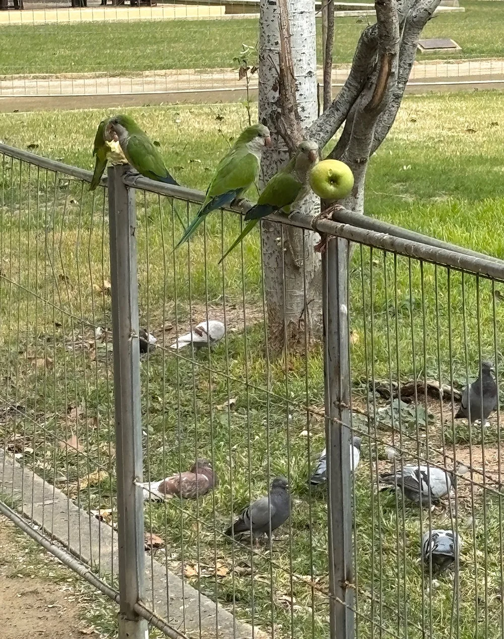 Parrots are keen for apples!