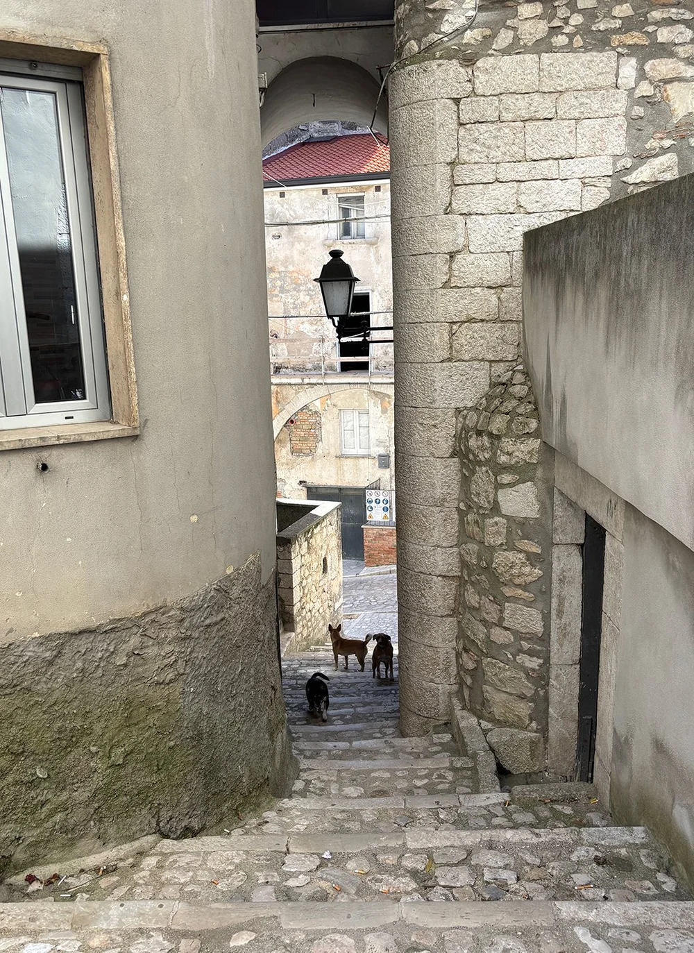 These town dogs followed us all around!