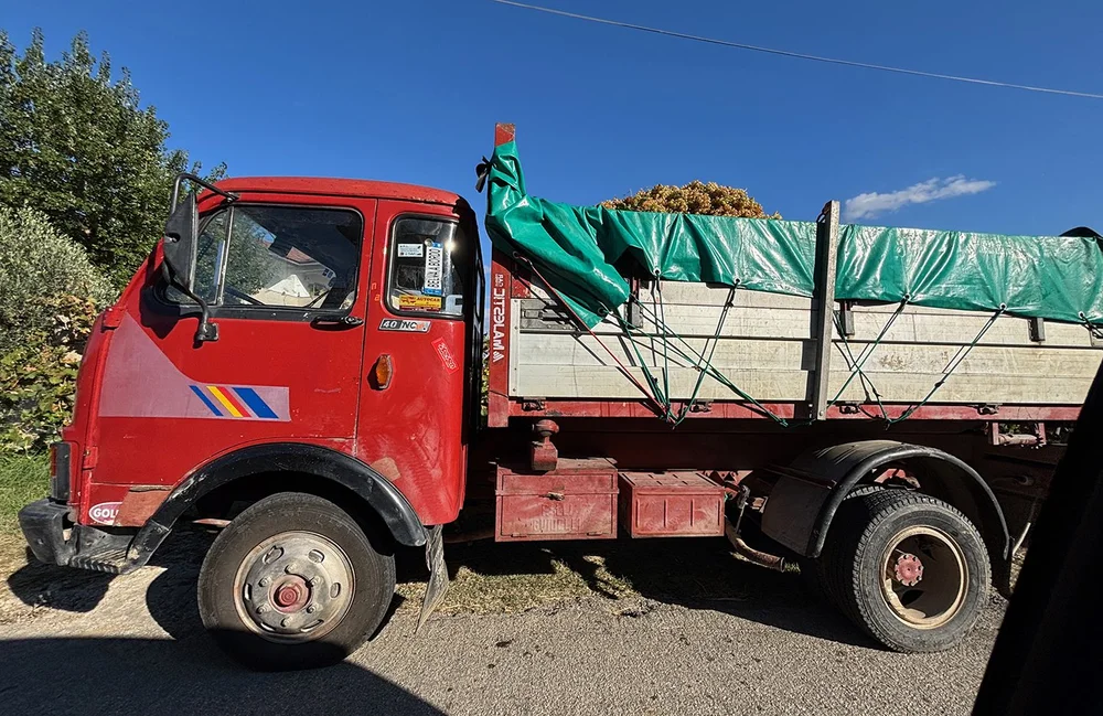 One of the many trucks bringing in their harvest.