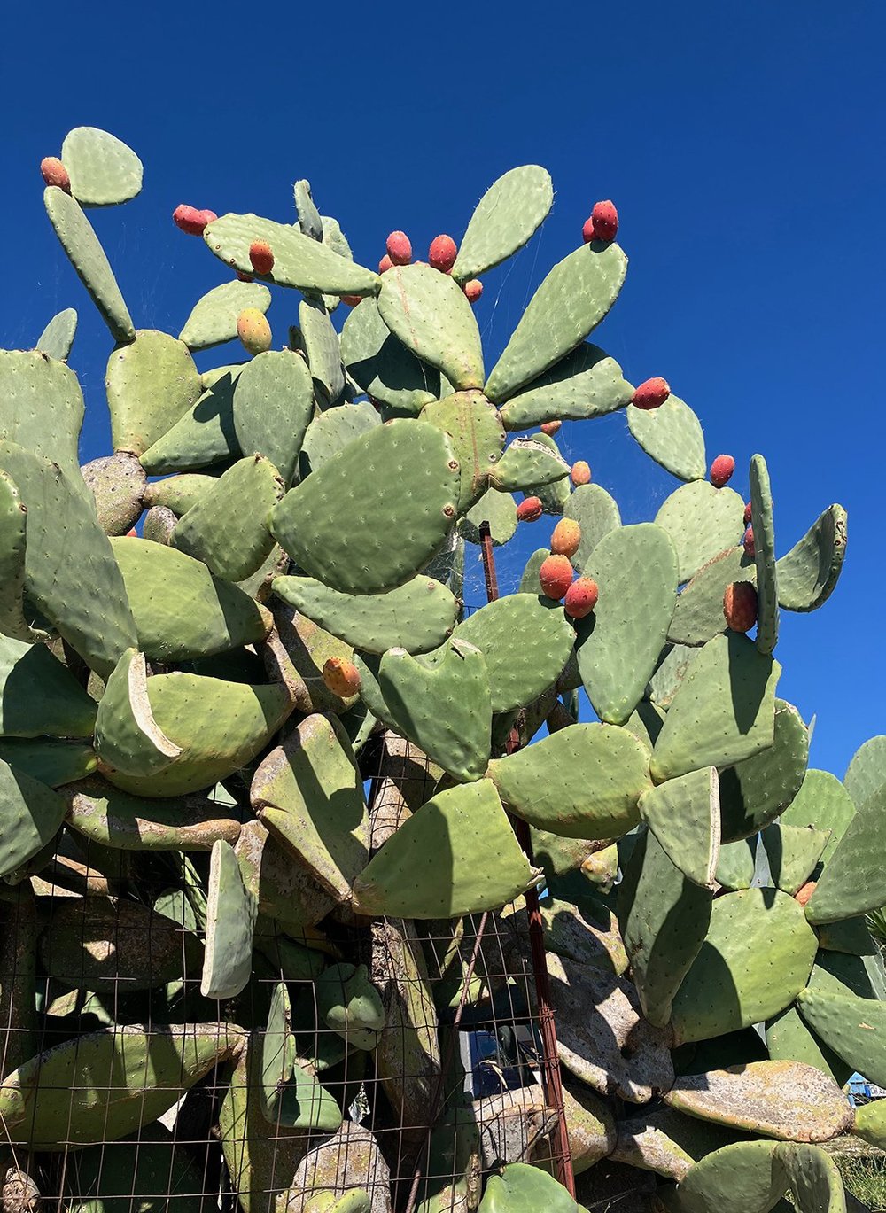 There's lots of cactus in this area, with ripe fruit this time of year.