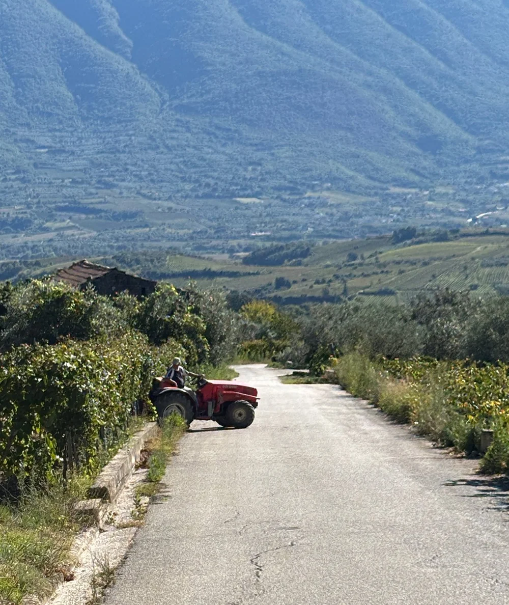 Farmer tilling his recently harvested vineyard.
