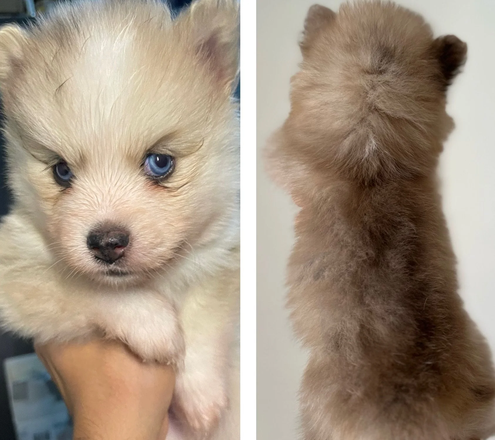 A close-up of a cute, fluffy puppy with blue eyes, held in a person's hand on the left, and the back of a fluffy puppy with brown fur on the right.
