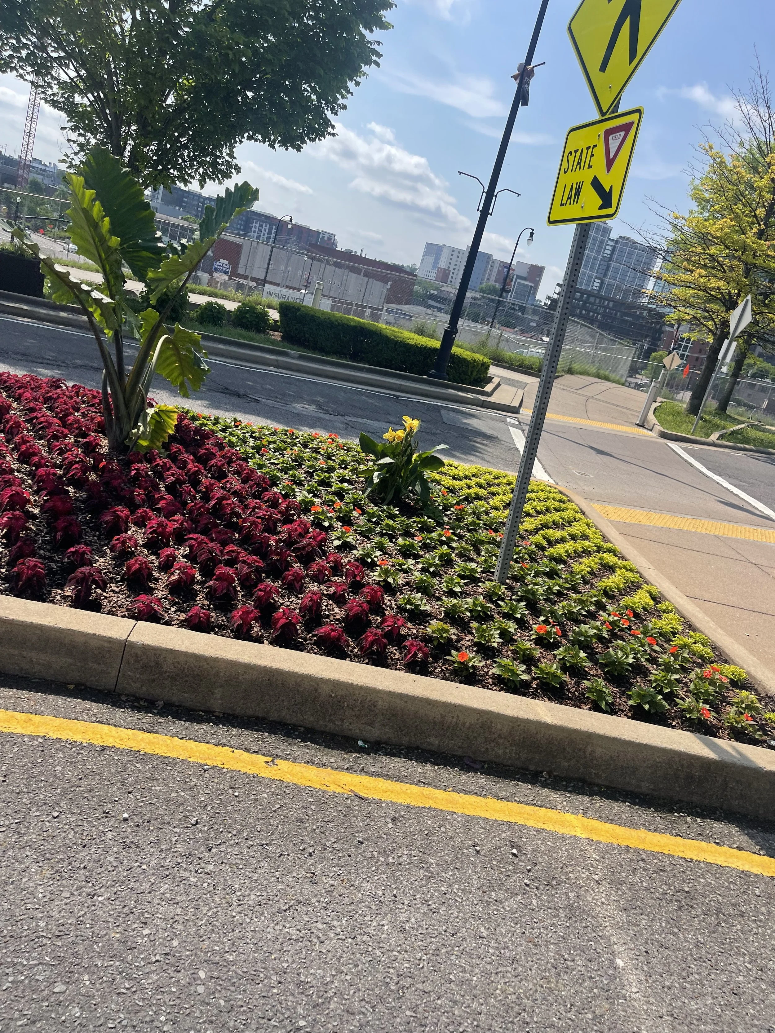 A landscaped city street with a flower bed containing red, yellow, and green plants, along with a sidewalk and street signs indicating a pedestrian crosswalk and a state law warning, with buildings and a partly cloudy sky in the background.