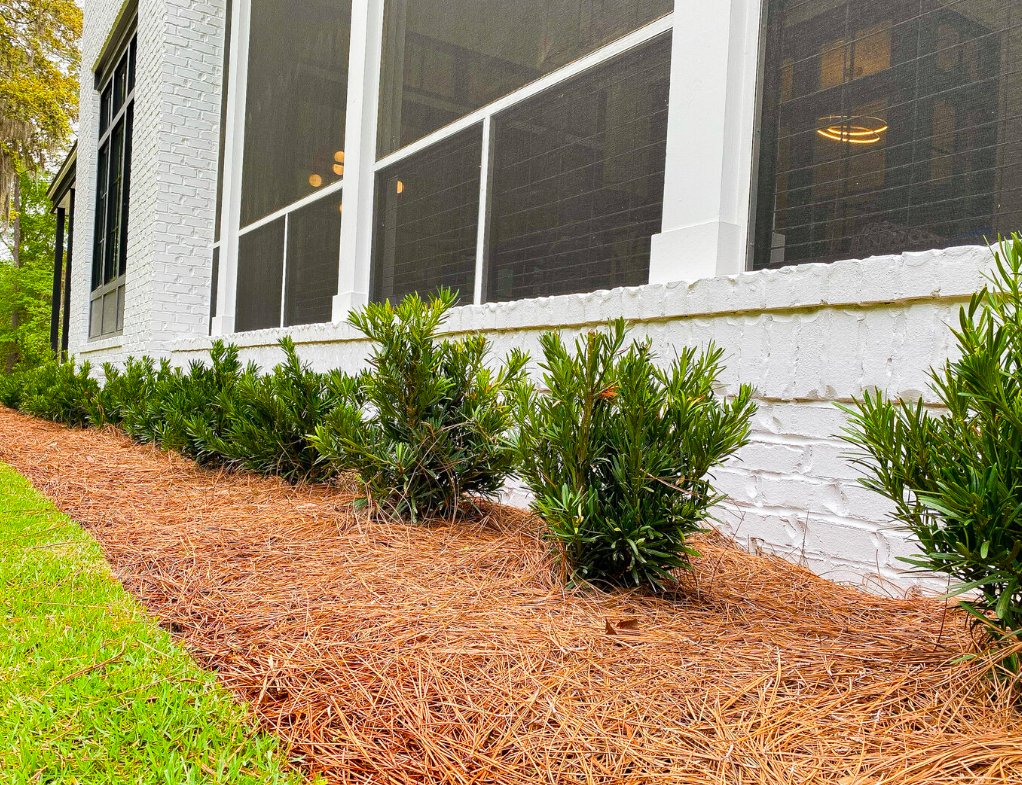 Landscaped area with shrubbery against a white brick house, pine straw mulch, and grassy lawn.