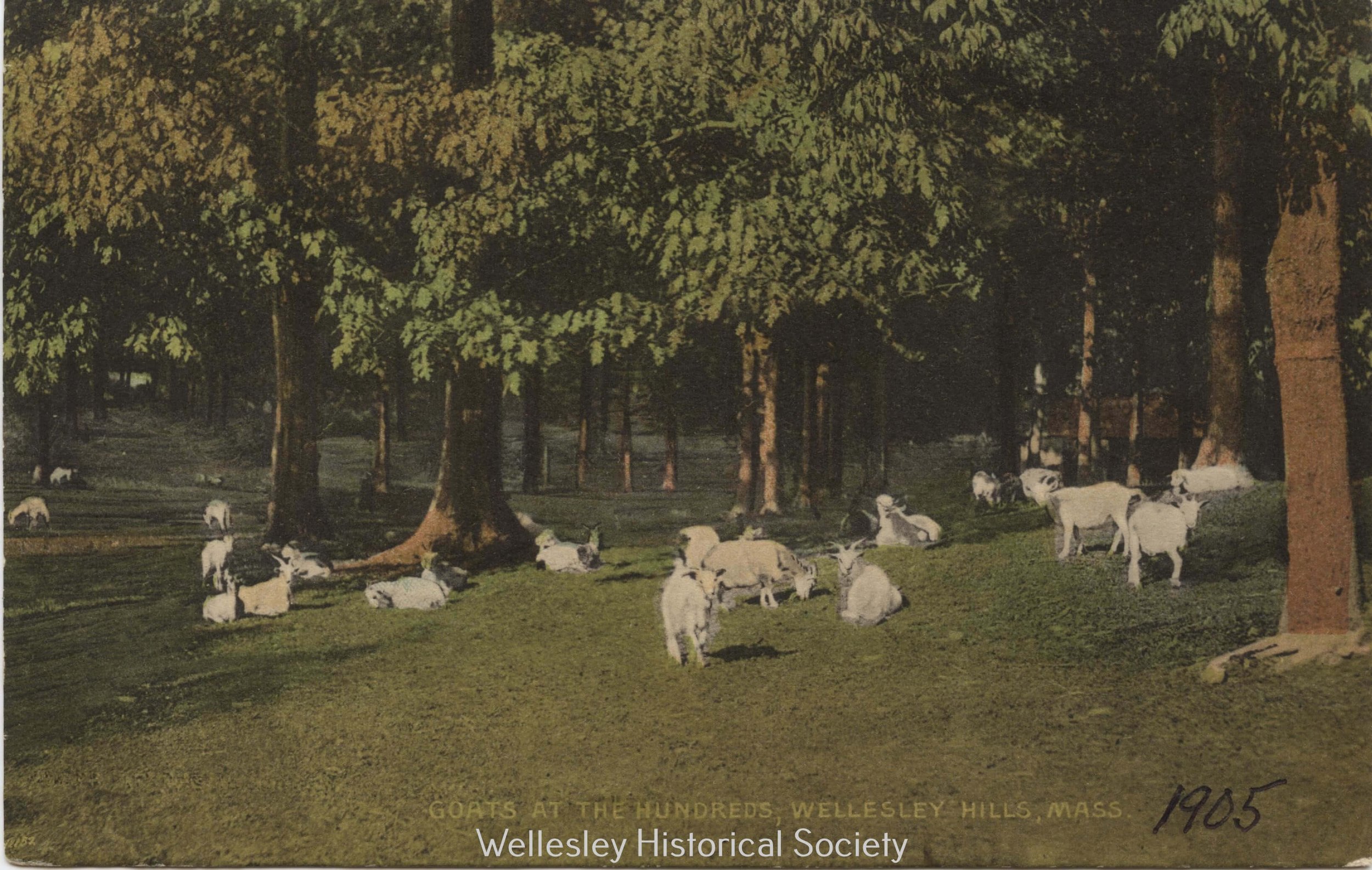 Hundreds Wellesley with goats.jpg