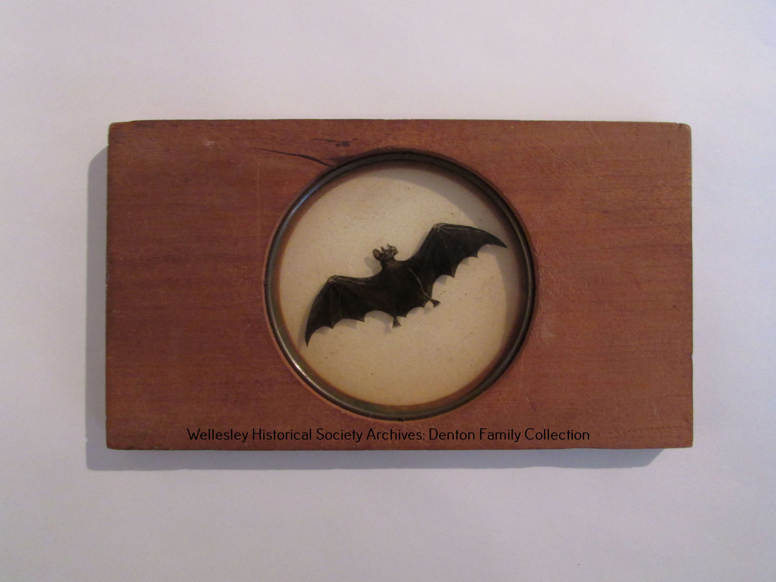 Denton Lantern Slide Vampire Bat (1).JPG