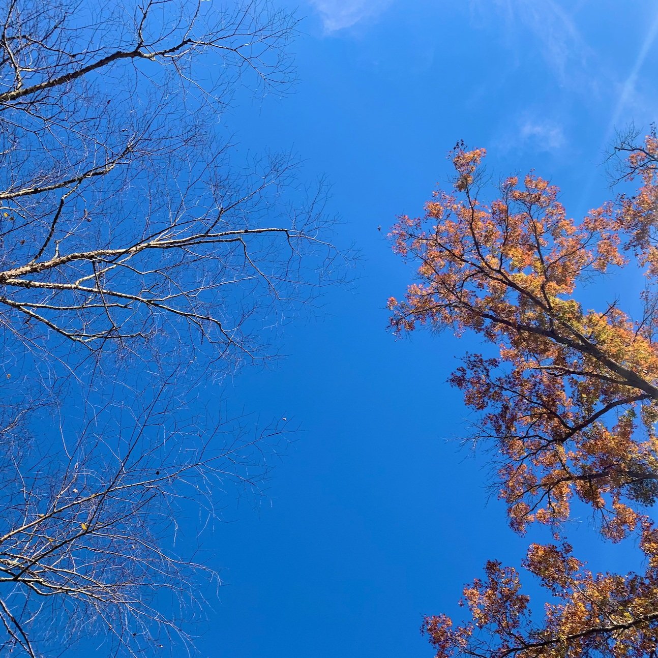Dear You, Who is Also a Tree—