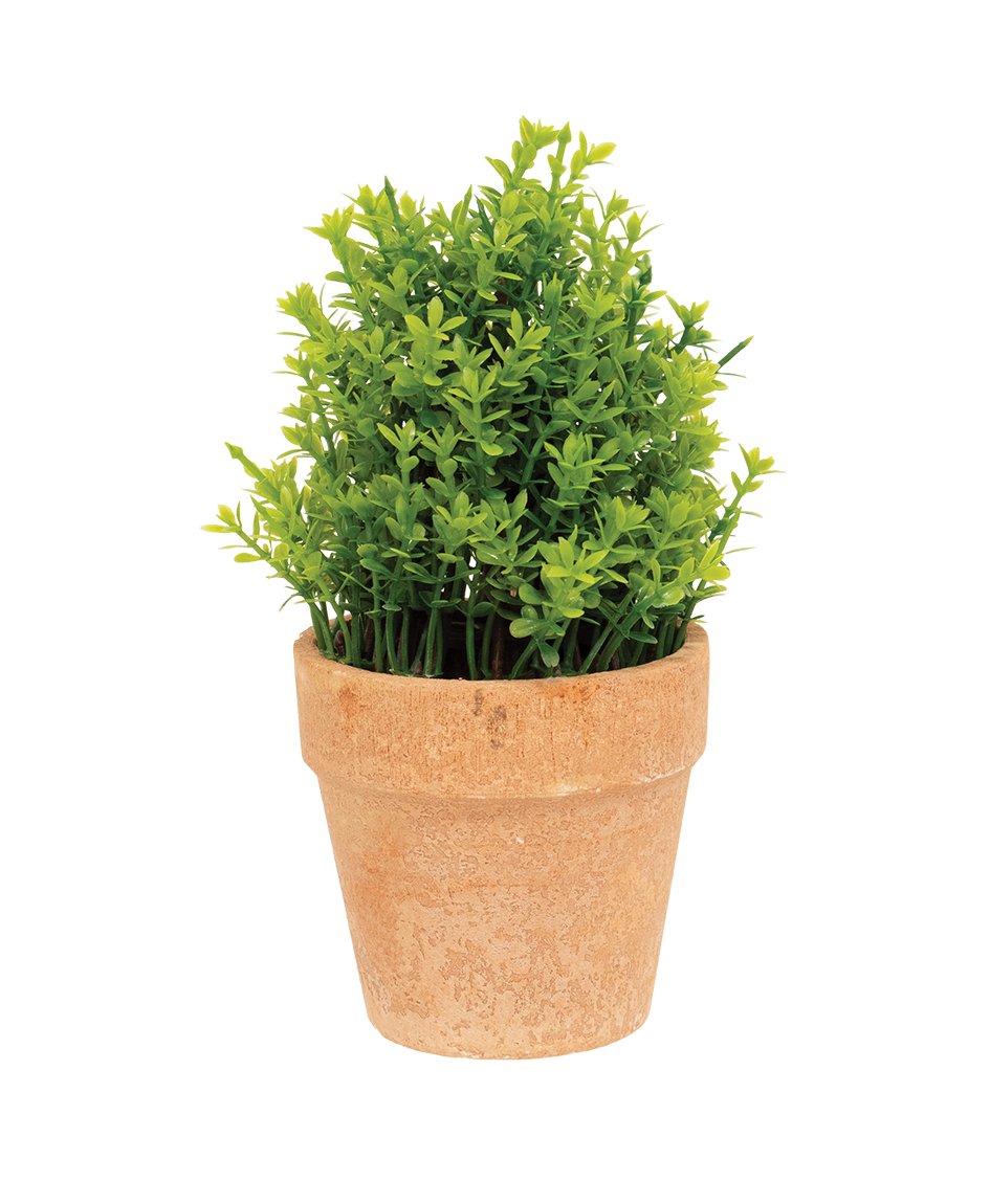 0020371_potted-mini-boxwood-65h.jpeg