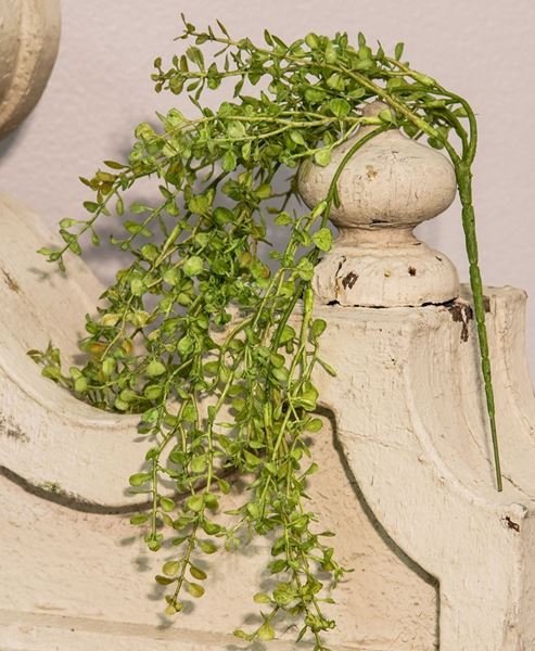 0003355_19-hanging-babys-grass-bush_600.jpeg