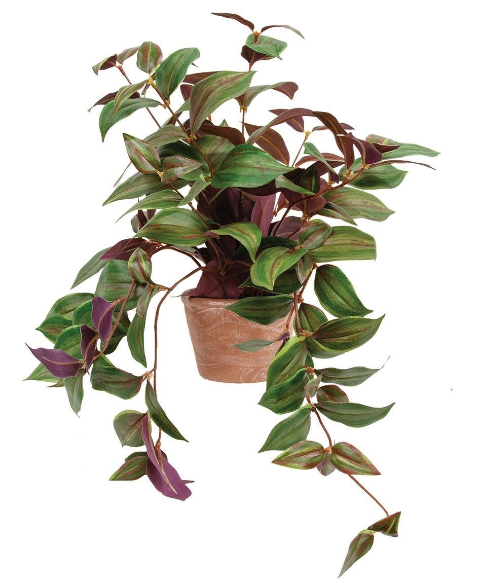 0019812_potted-day-flower-vine.jpeg