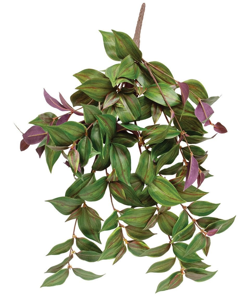 0019830_day-flower-hanging-vine-bush-25.jpeg