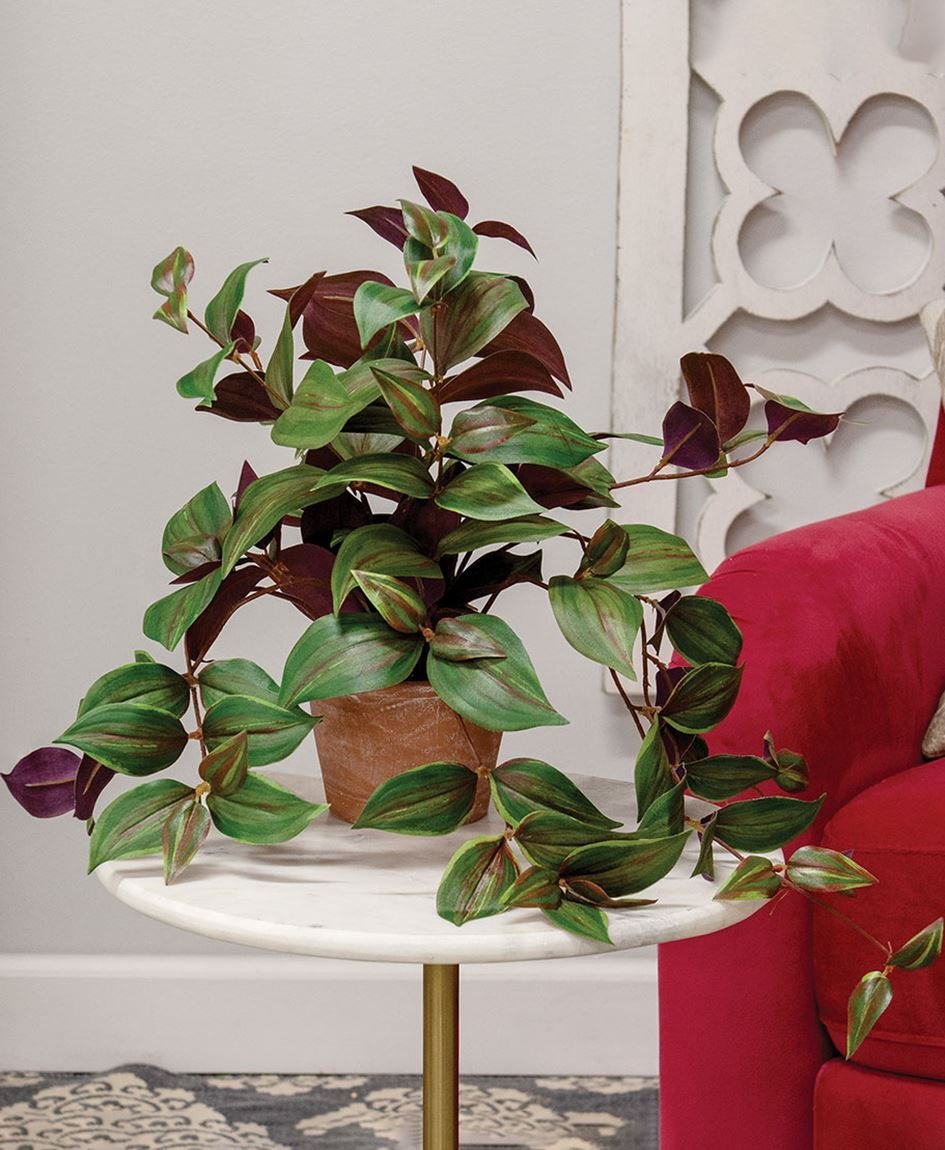 0019811_potted-day-flower-vine.jpeg