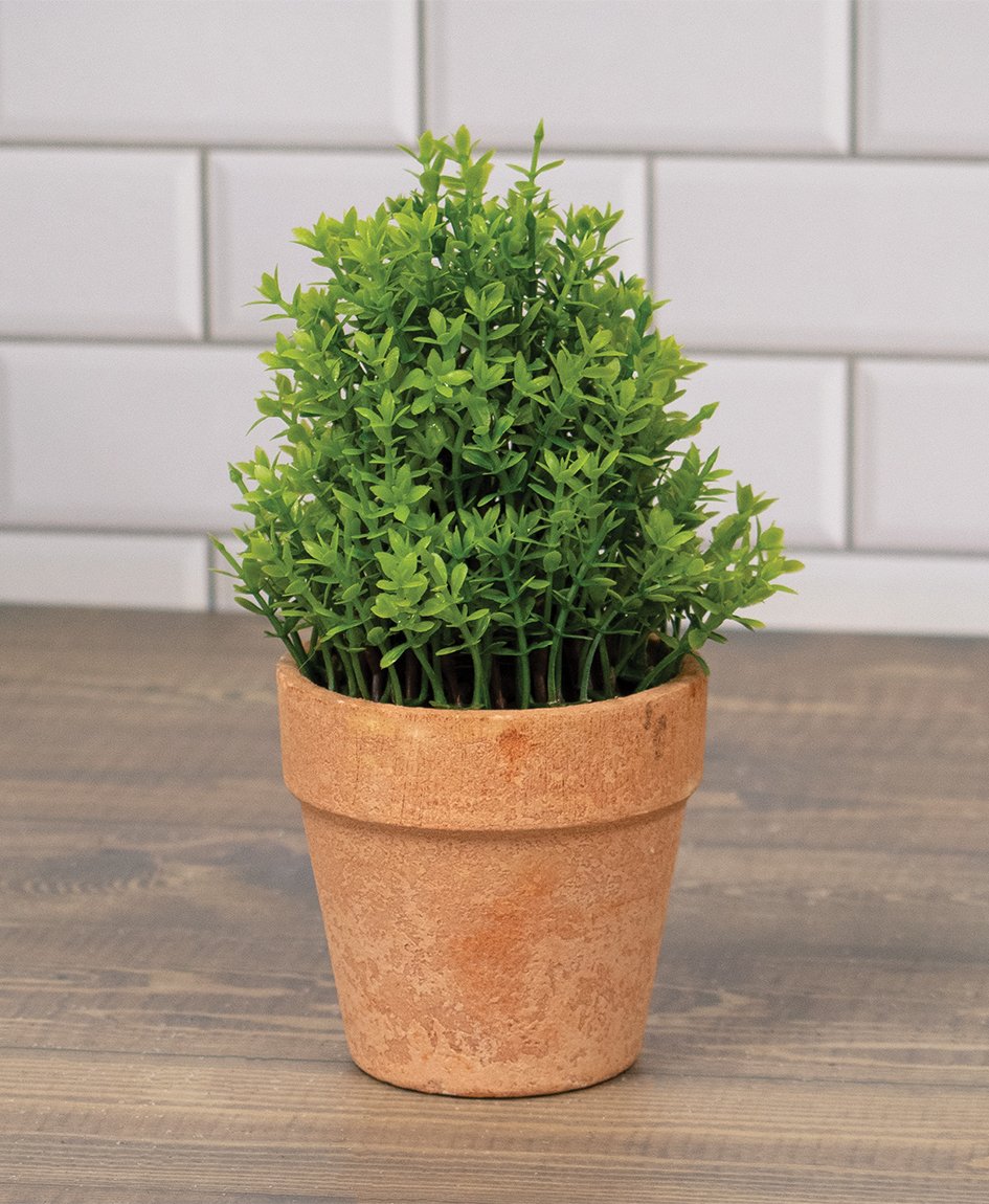 0020370_potted-mini-boxwood-65h.jpeg