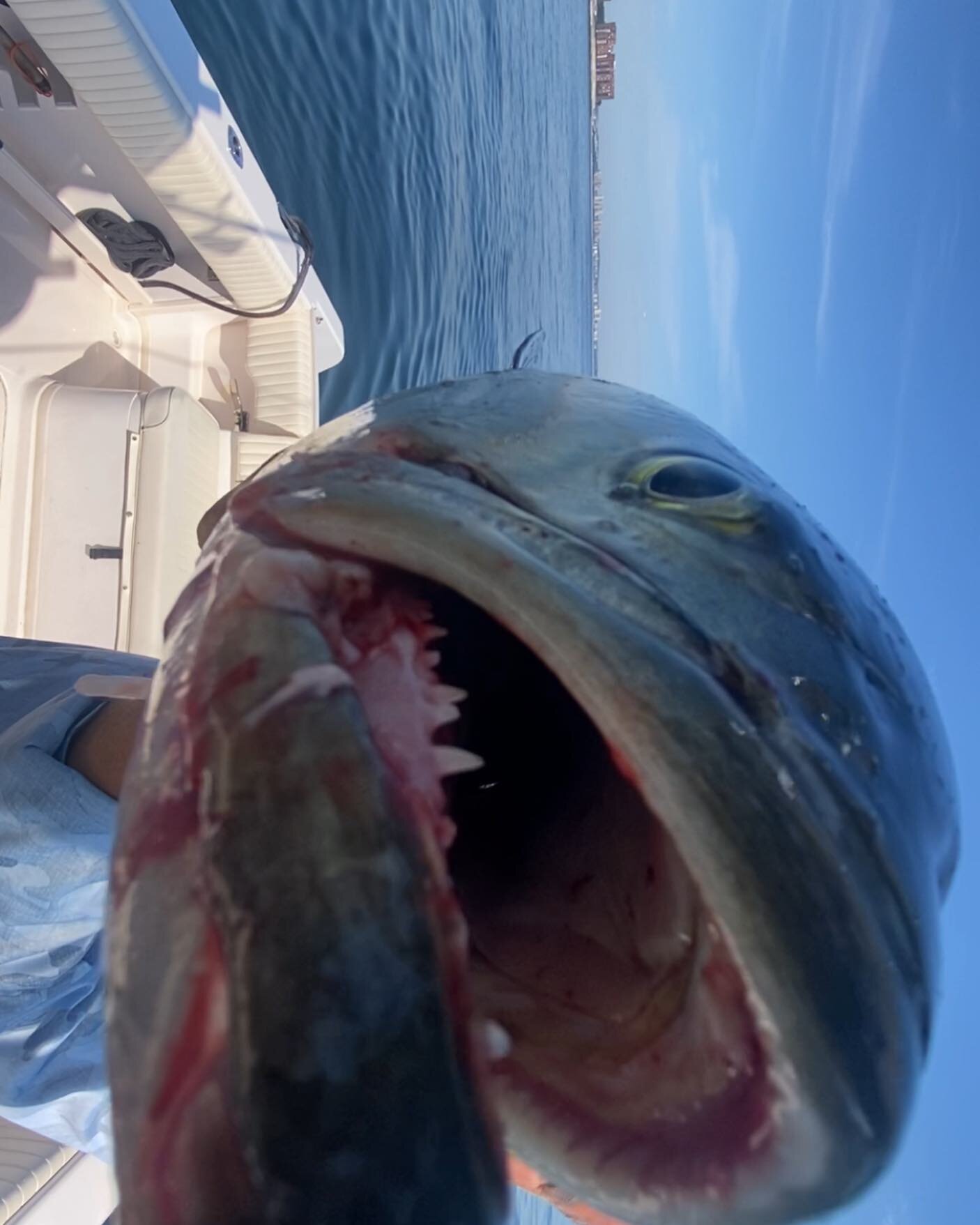 Look at those teeth!

#lifebyz 
#fishing 
#bostonharbor 
#gradywhite 
#pennreels