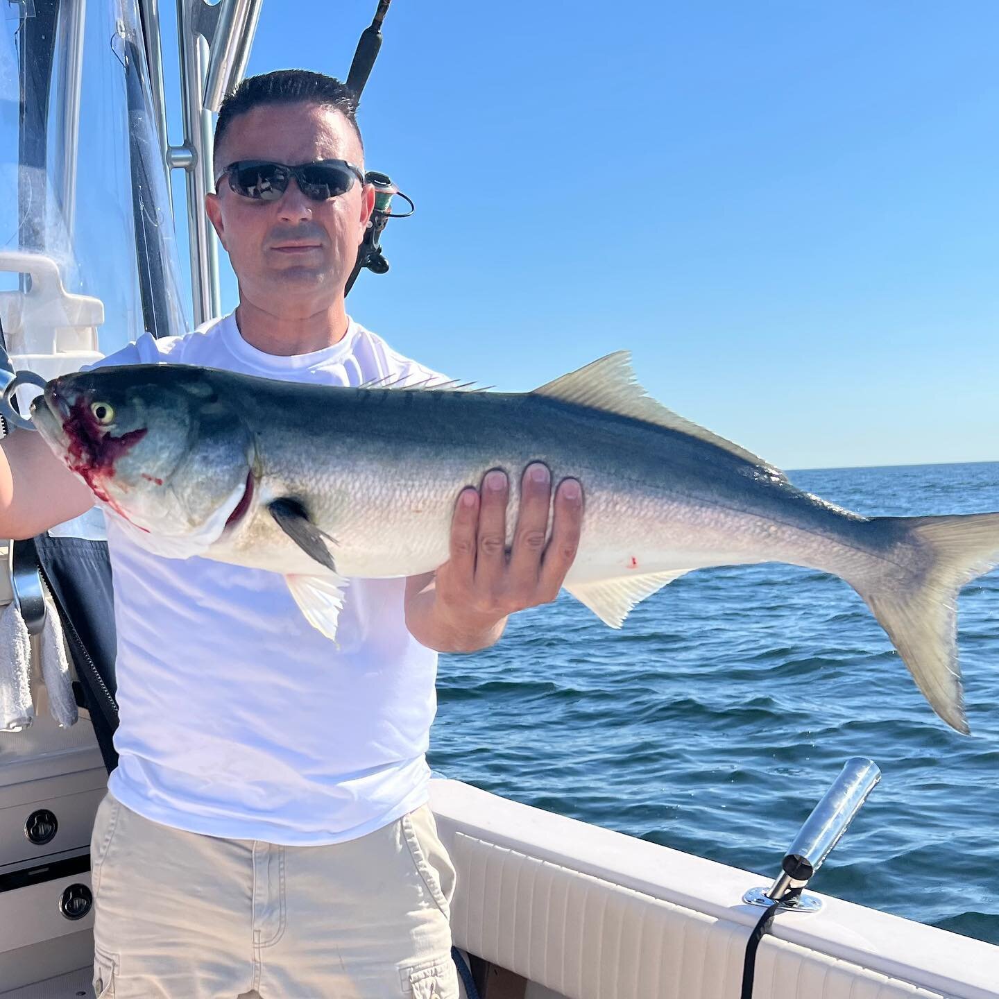 &ldquo;These little town Blues.&rdquo;&hellip;#stripedbass bite has cooled off quite a bit. But great #bluefish bite this morning. #bostonharbor still producing quite a few fish.

#lifebyz 
#newenglandfishing 
#rapalalures 
#gradywhiteboats