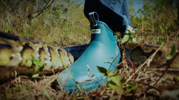 Scenes from the Everglades 
@brad_leone x @pythoncowboy 

🐍
@carolynmgagnon 
@ramin_teimouri