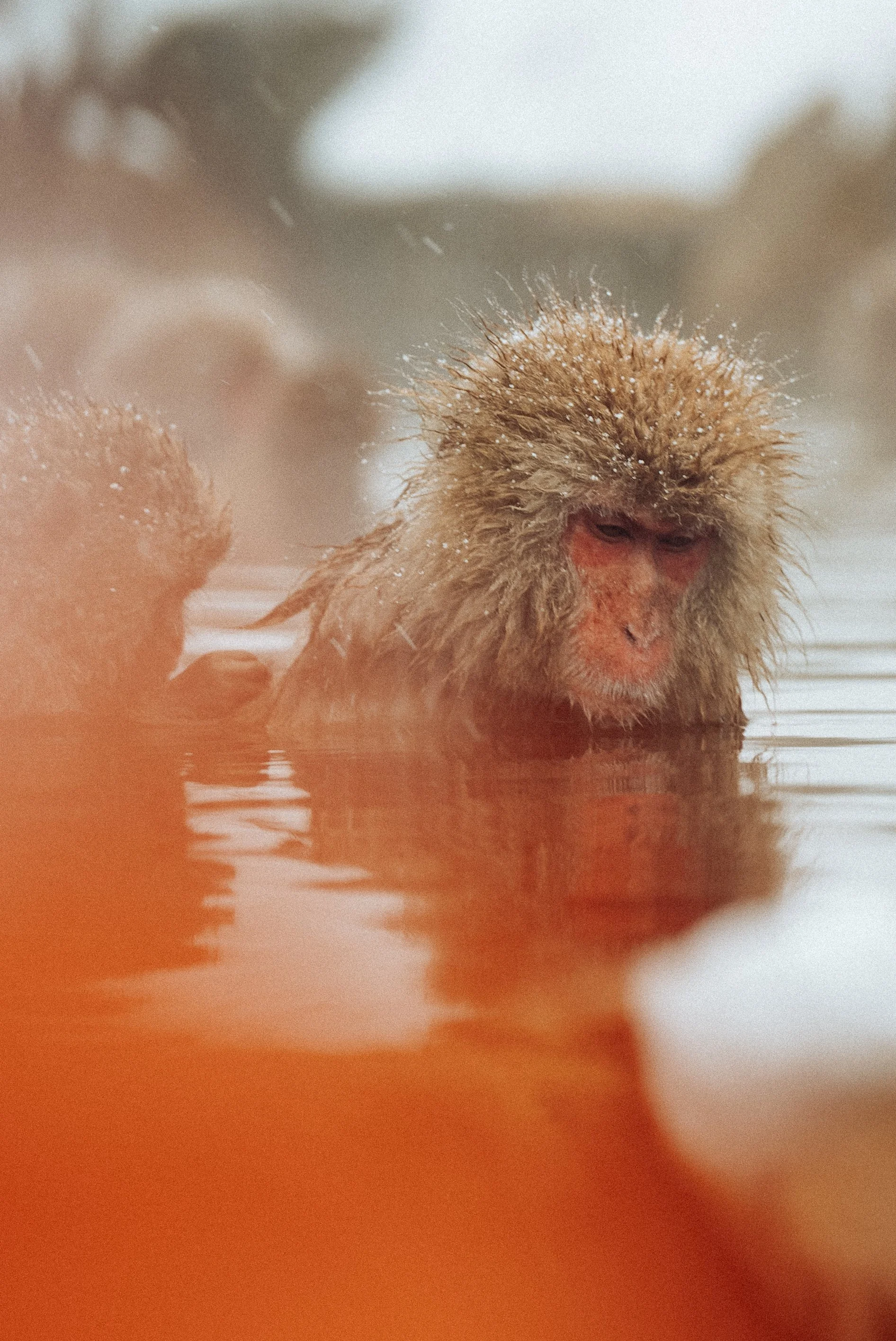 Snow Monkeys of Japan