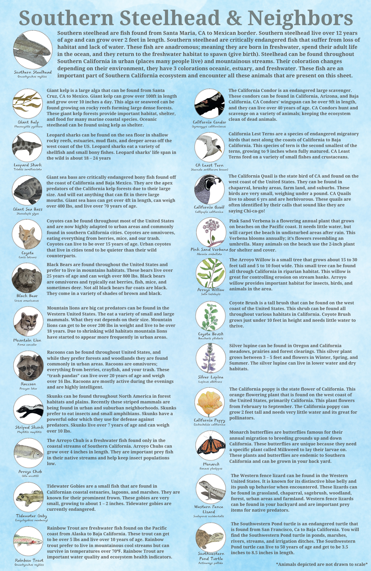 An infographic titled "Southern Steelhead & Neighbors" describes various animals and plants found from Santa Maria, CA, to Mexican border. It includes descriptions of Southern Steelhead, Giant Kelp, Leopard Shark, CA Least Tern, California Quail, Giant Sea Bass, Coyote, Black Bear, Mountain Lion, Pink Sand Verbena, Arroyo Willow, Coyote Brush, Silver Lupine, Raccoon, California Poppy, Striped Skunk, Monarch Butterflies, Western Fence Lizard, Arroyo Chub, Tidewater Goby, Rainbow Trout, and Southwestern Pond Turtle. Each entry includes an illustration and details about habitat and characteristics.