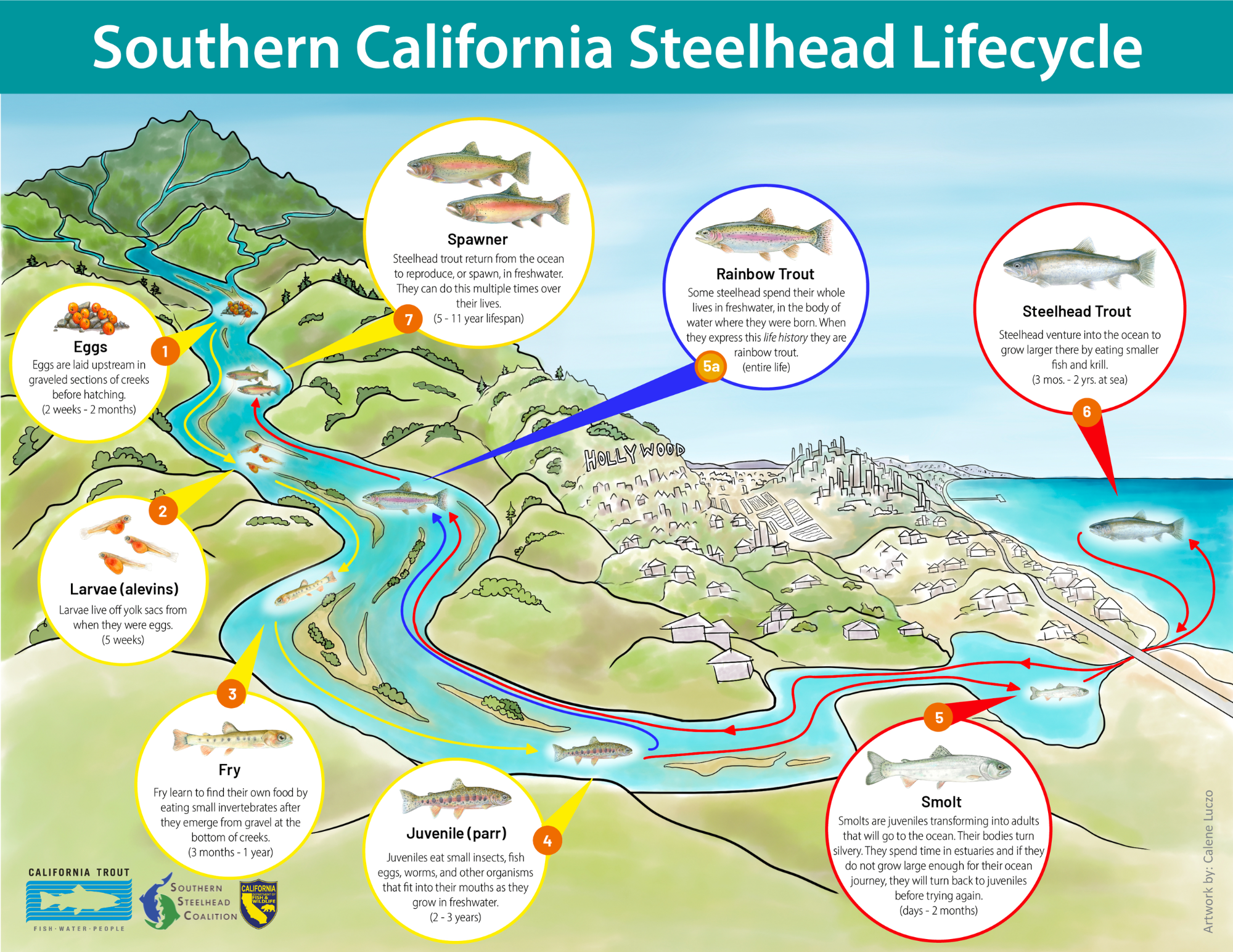 Diagram of the Southern California Steelhead lifecycle, illustrating stages from eggs, larvae (alevins), fry, juvenile (parr), smolt, to adult forms including rainbow and steelhead trout. Background shows a river flowing through a hilly area into the ocean with a city skyline in view. Includes text descriptions and labeled stages. Artwork by Carlee Lucio.
