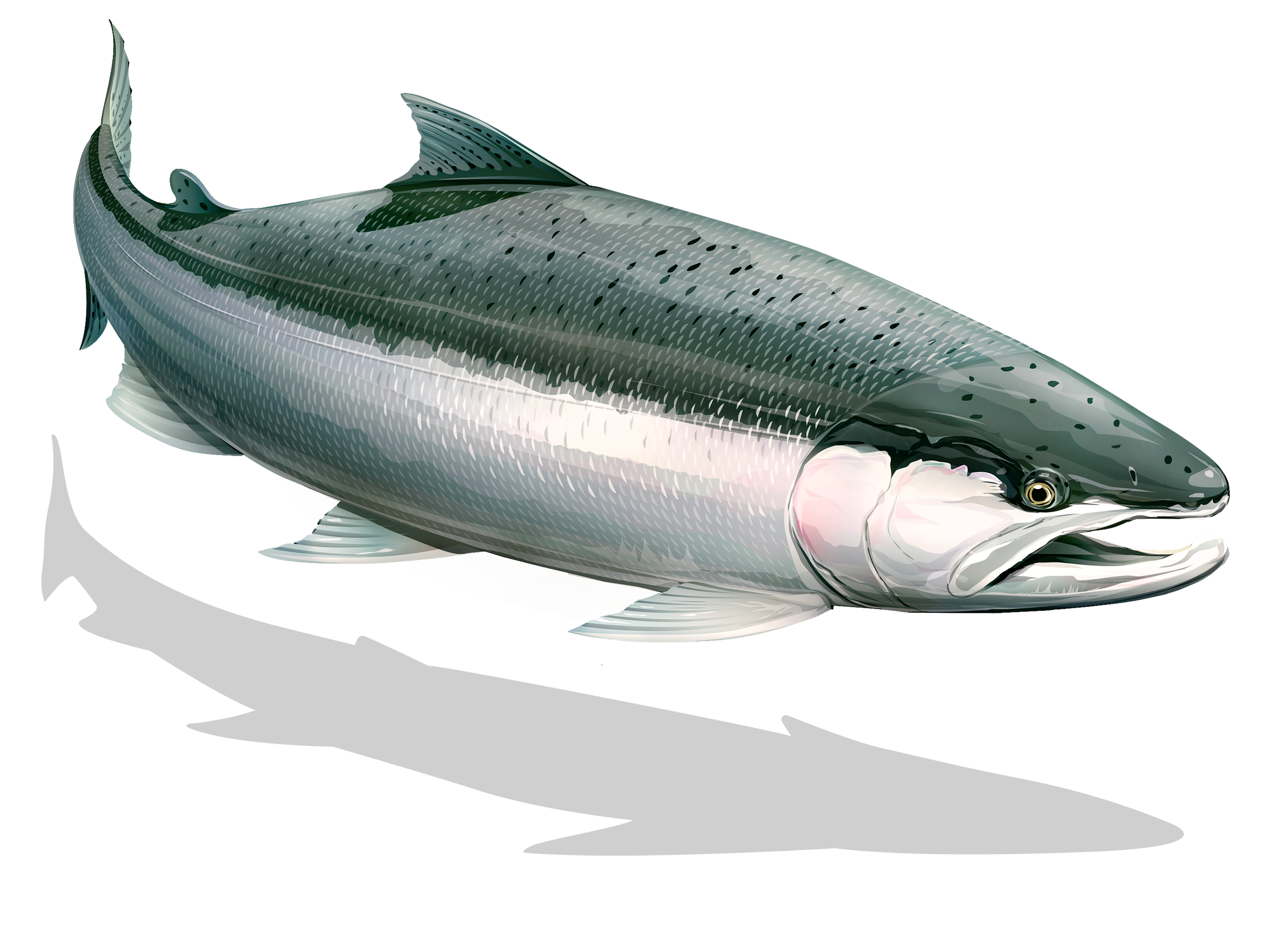 Illustration of a Southern steelhead with its shadow on a white background.