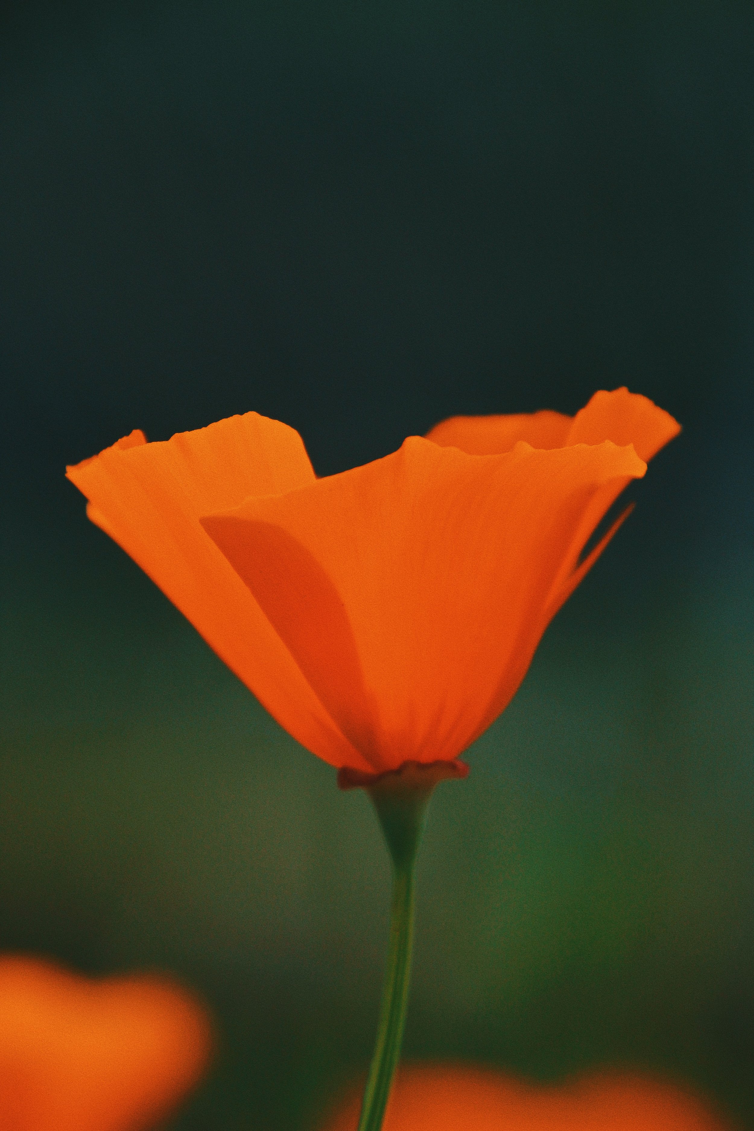 An orange poppy flower just beginning to open
