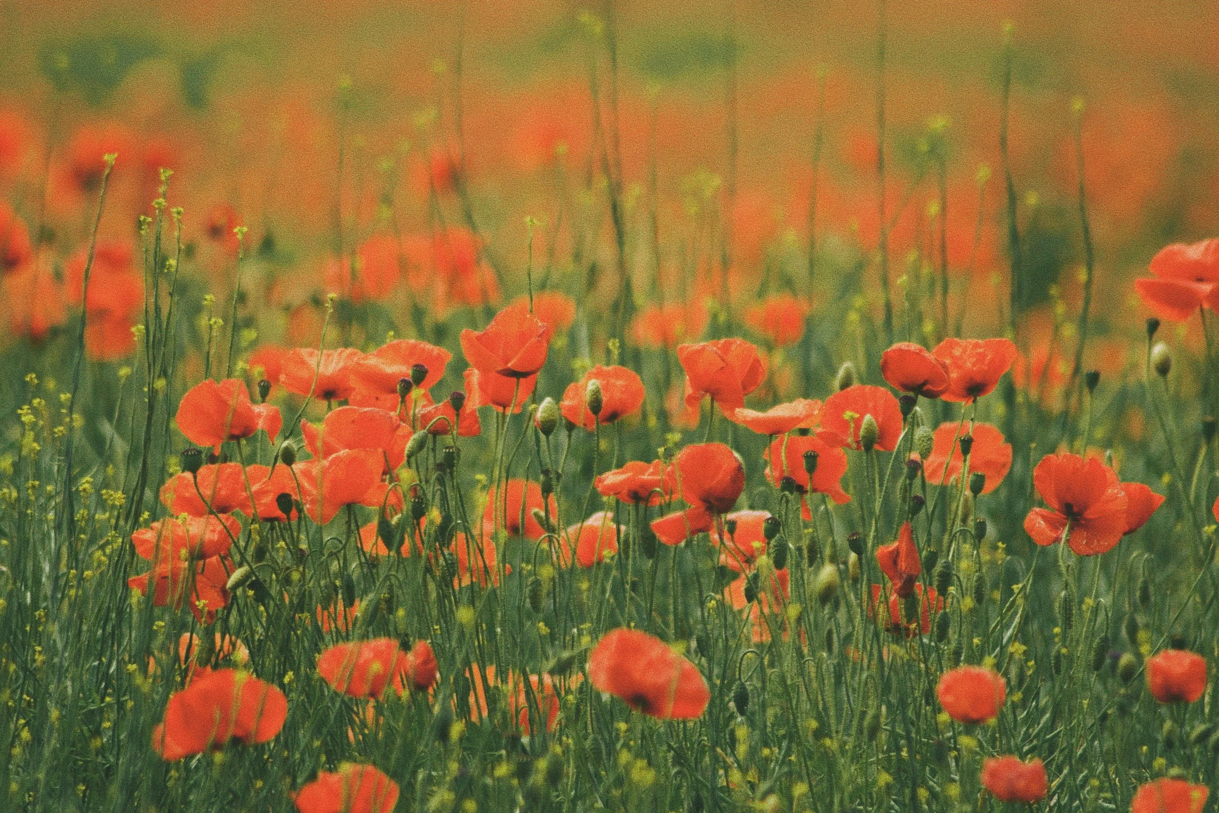 A vibrant field of orange poppy flowers
