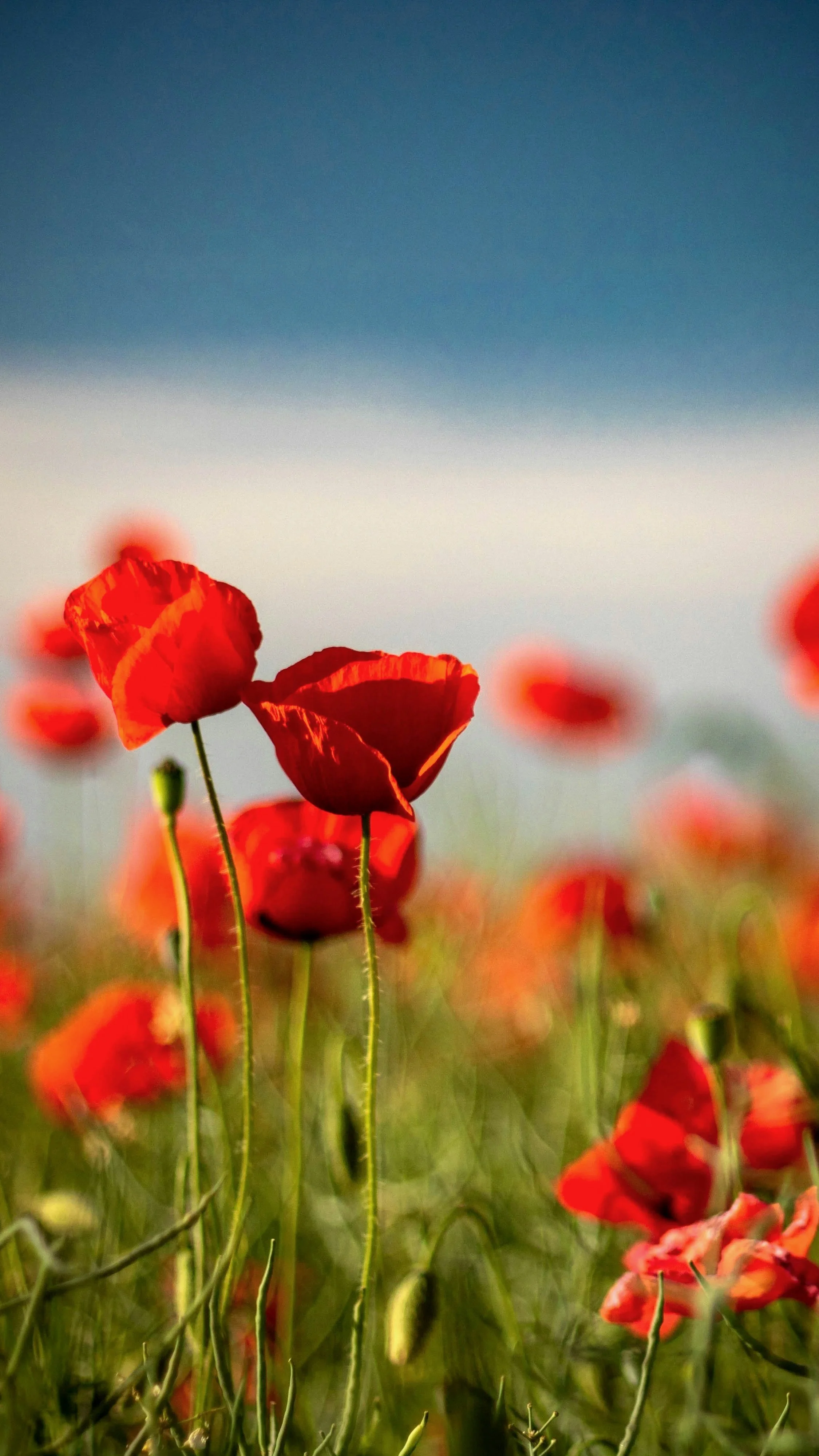 Close-up of red poppy flowers in a field with a blurred background and a blue sky.