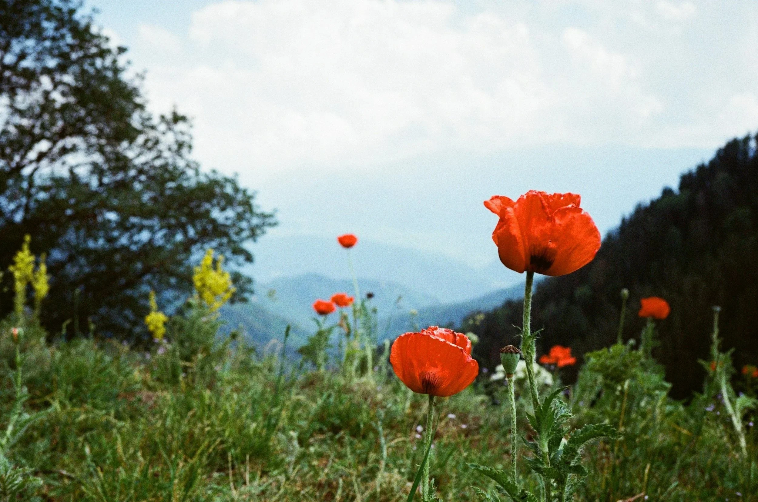 A field of wildflowers