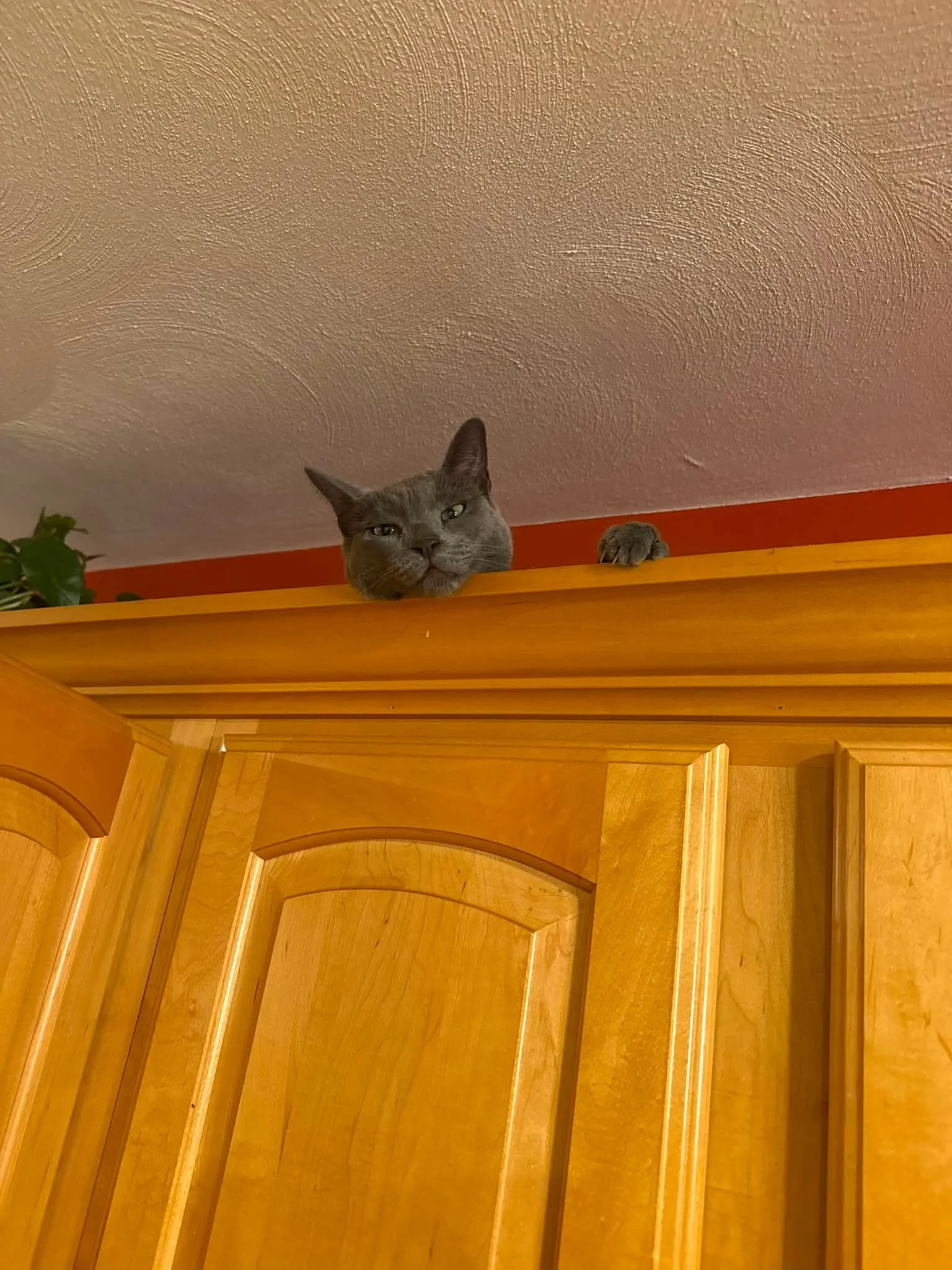 Cats do what cats 🐈&zwj;⬛ do! 🤷🏼&zwj;♀️