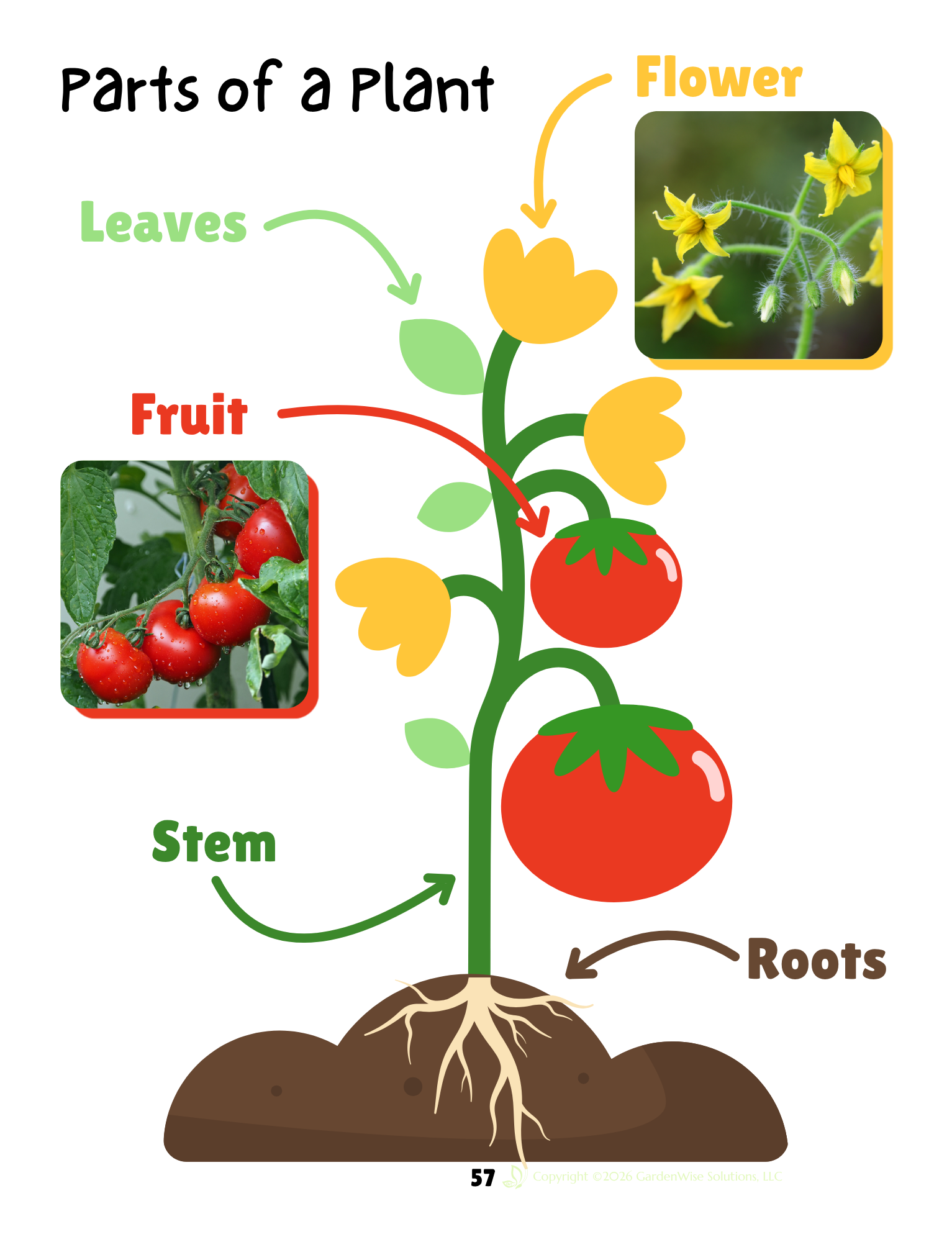 parts of a plant.png
