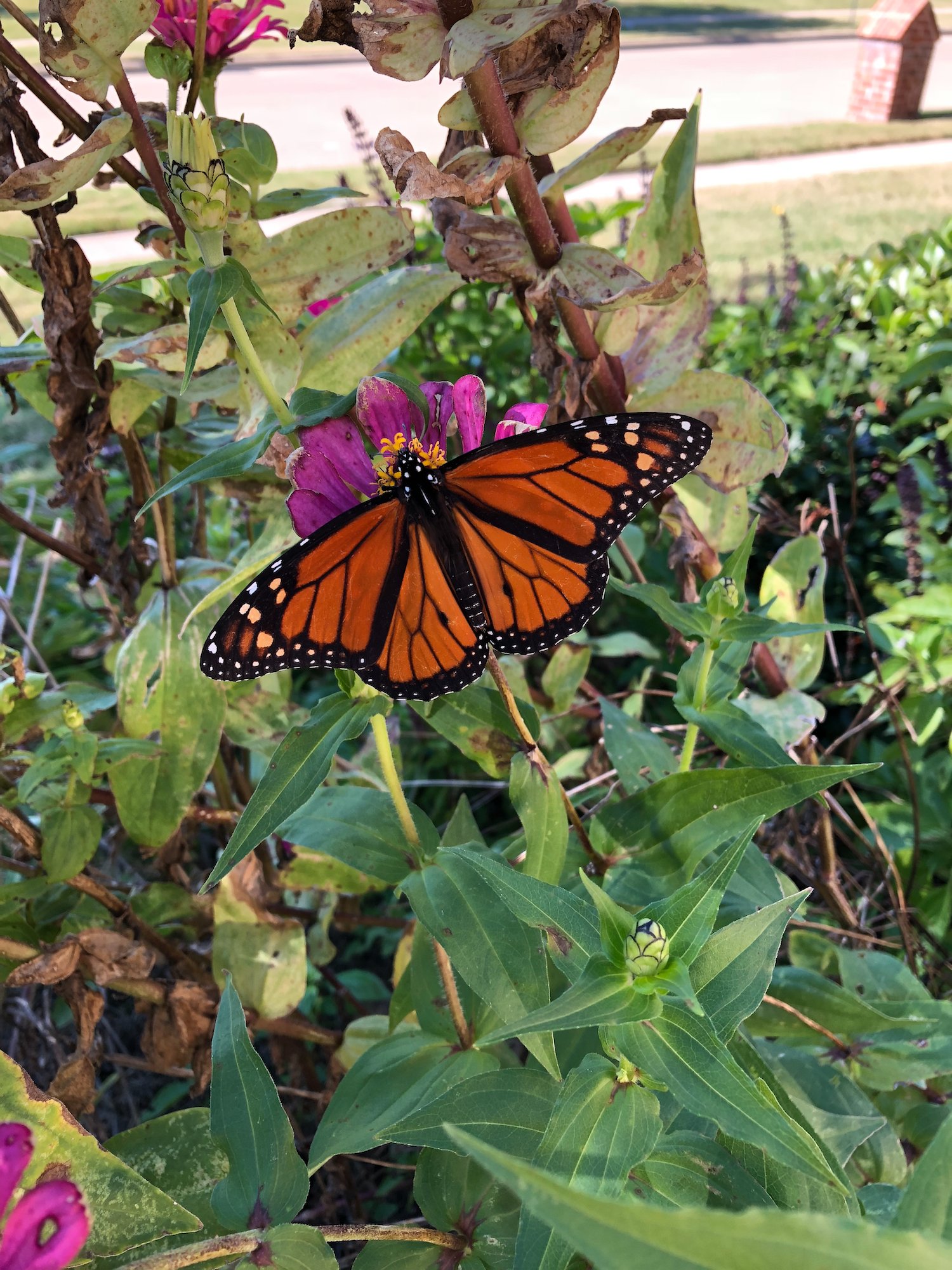 Building a Butterfly Garden:    From Soil to Milkweed