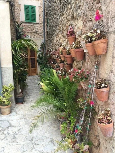 Bring the Mediterranean Home: Indoor Plants Inspired by Italy