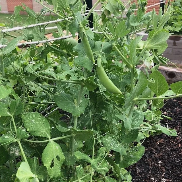 New to Gardening? Plan, Start Small, and Enjoy the Journey