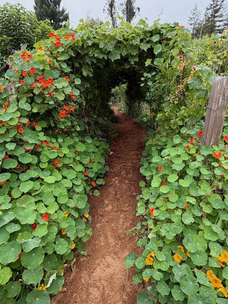 Inspiration Before Information: Finding Your Way Back to the Garden