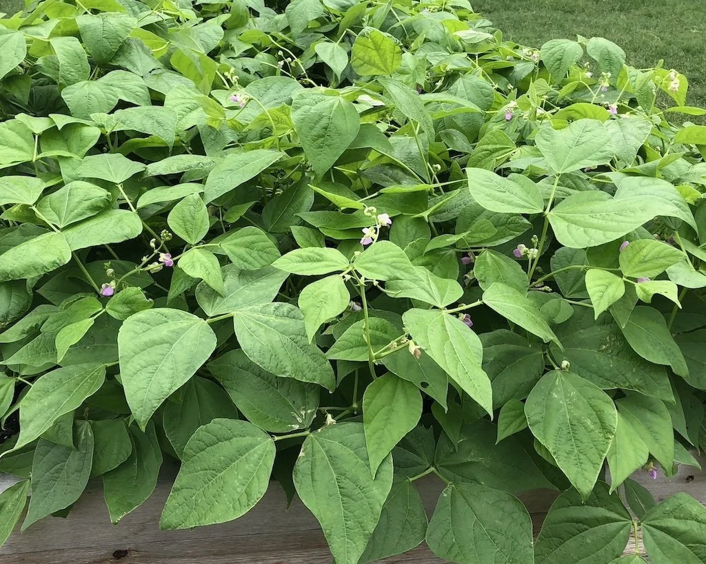 Let’s Get This Fall Garden Started!