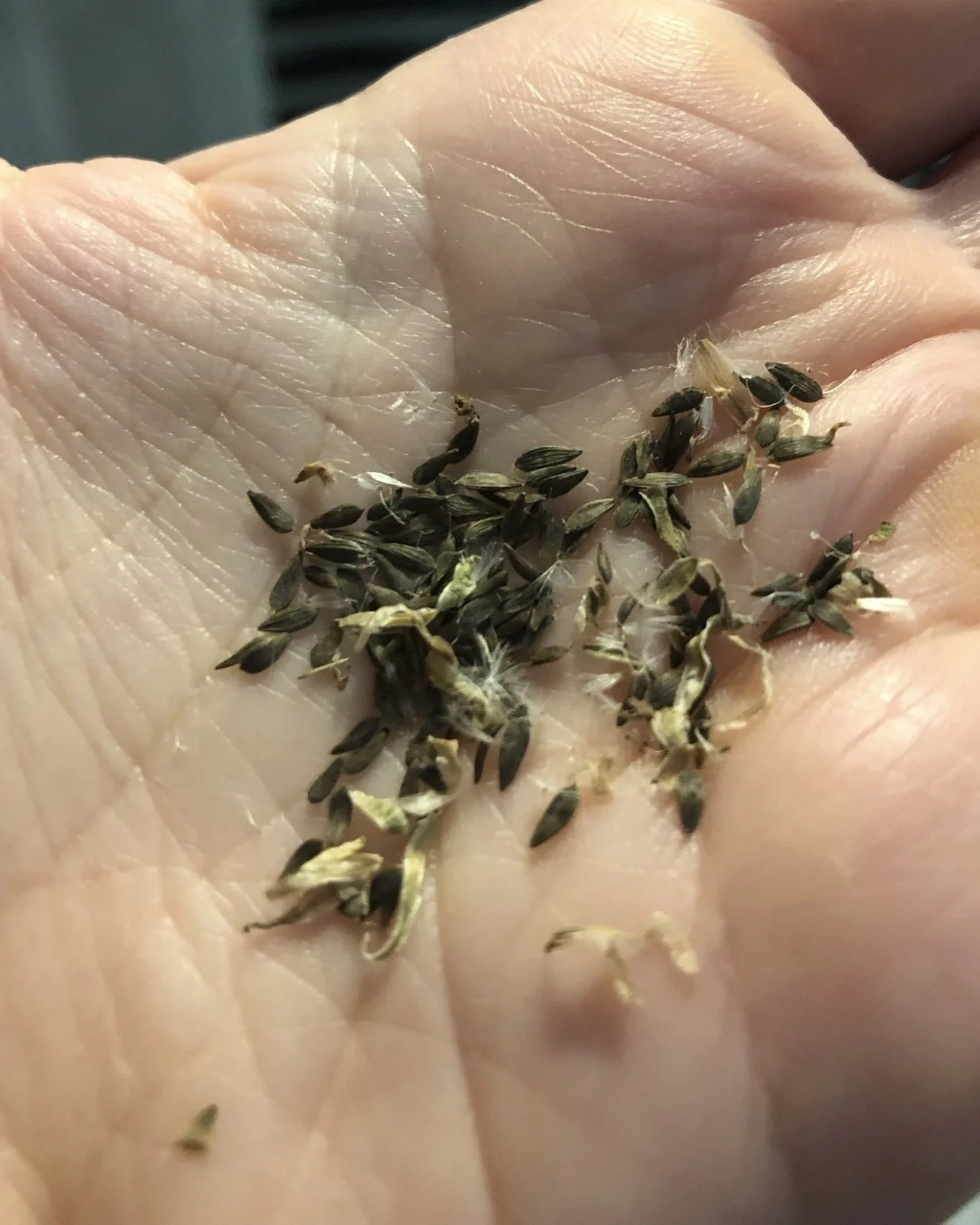 Seeds: Small Packets of Big Potential