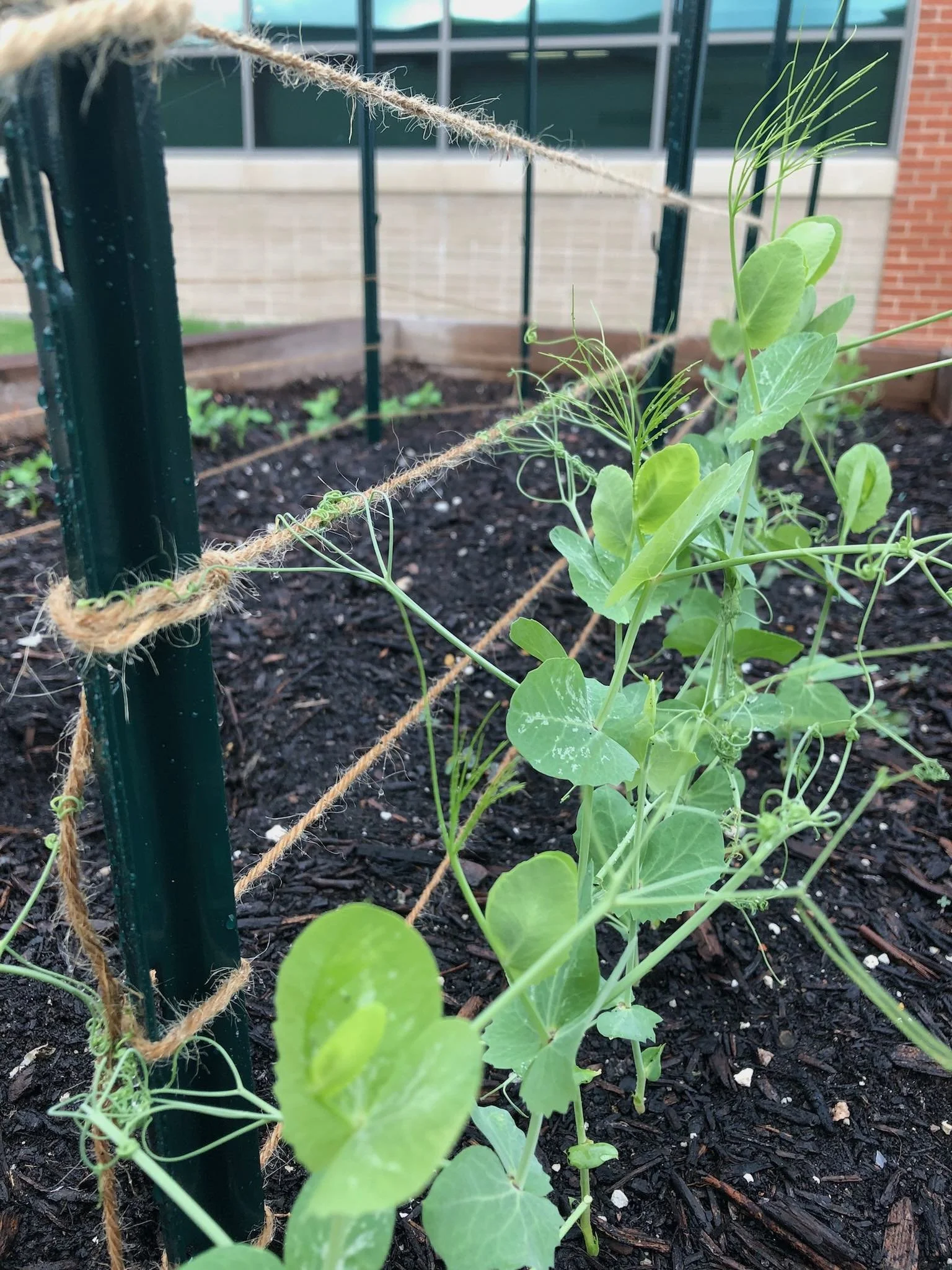 Peas, Please! The Clever Little Climbers in Your Garden
