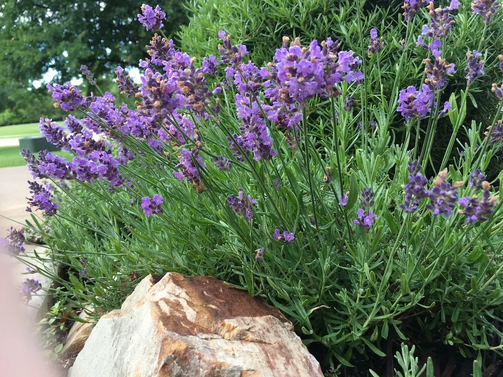 Harvest Herbaceous Harmony Everyday!