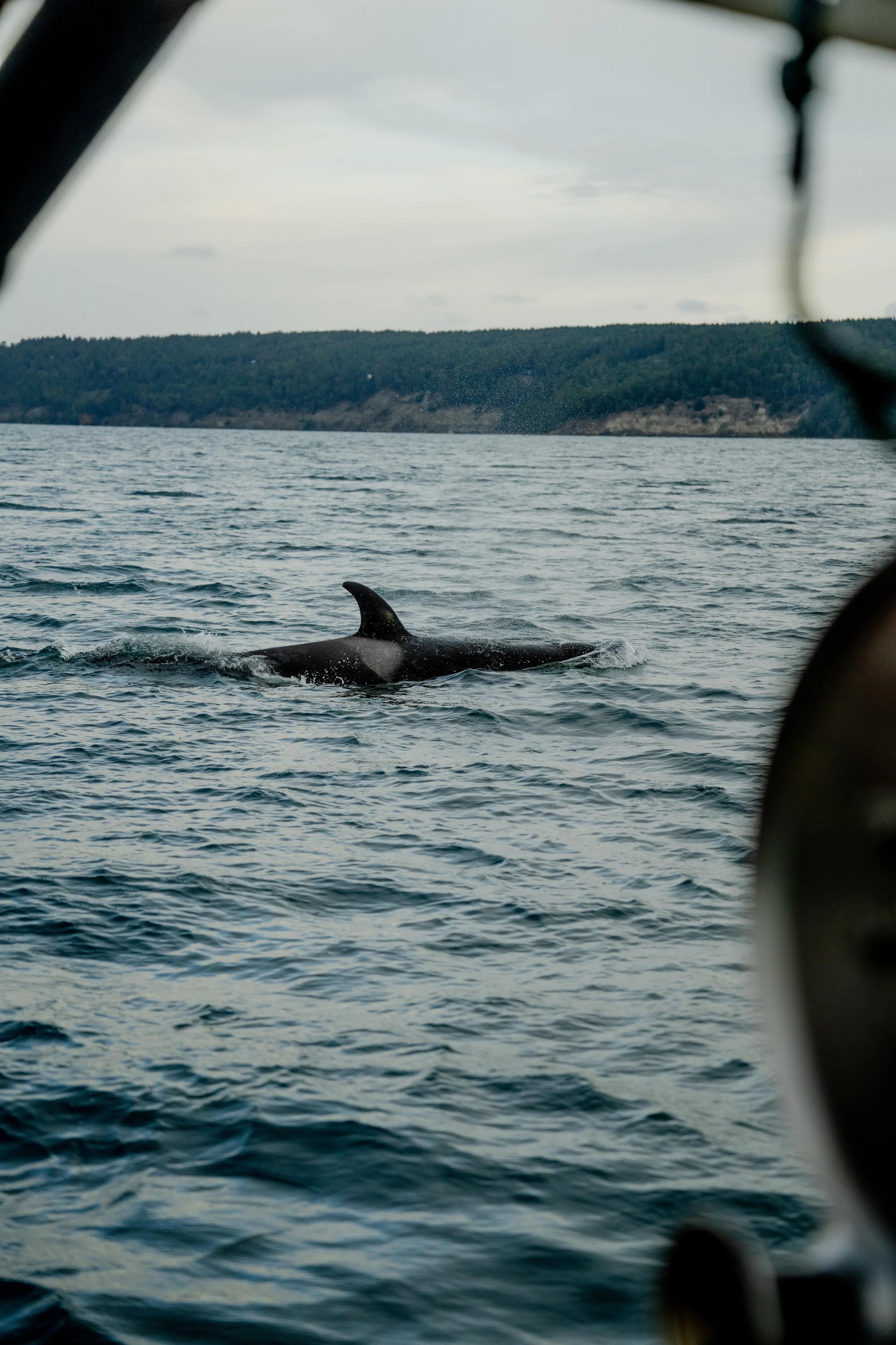 An orca whale swimming in the ocean near a boat, with land and hills in the background.