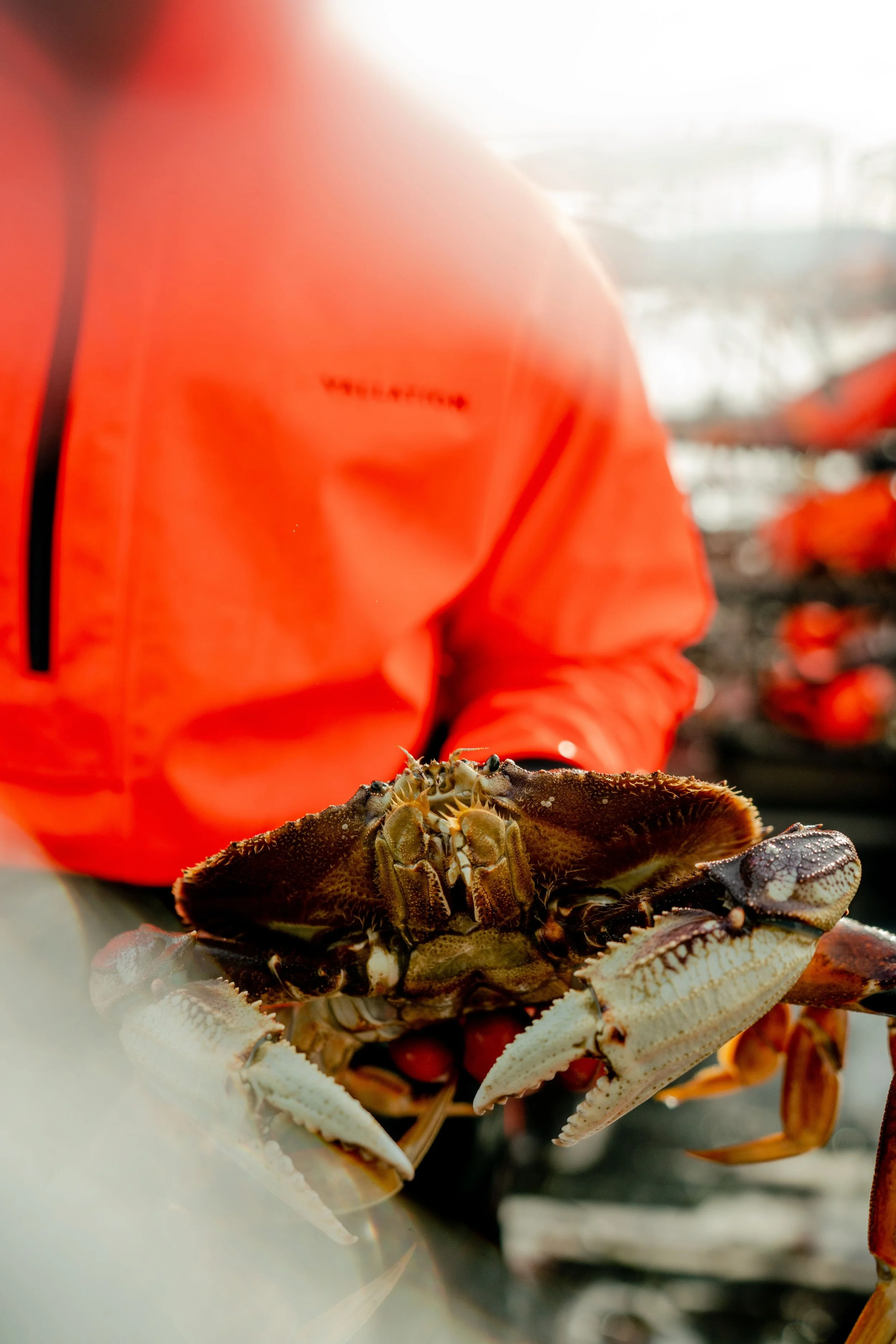 A person wearing a bright orange jacket holding a crab in their hands, with shelves of crabs in the background.