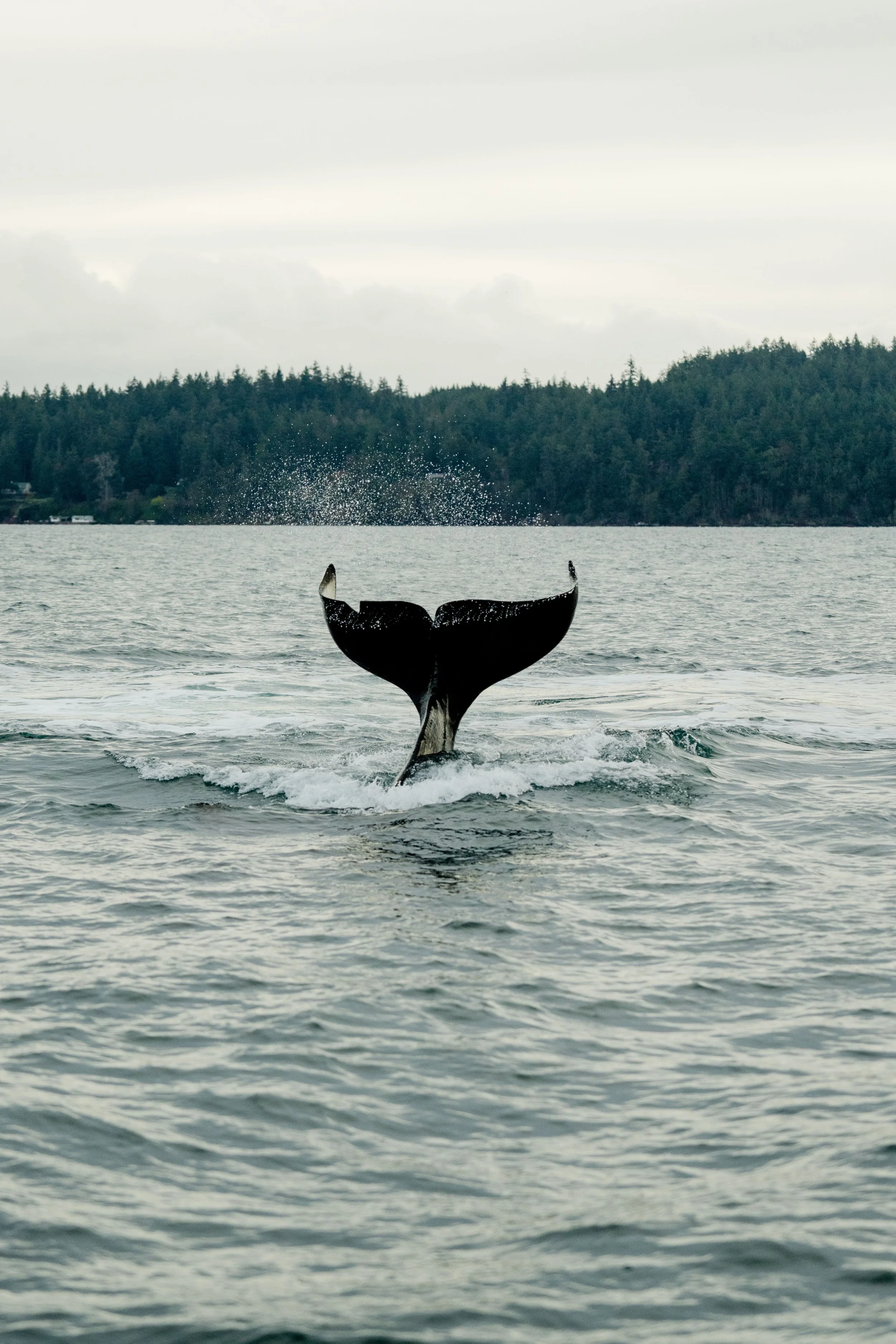 Whale tail above the water with a forested shoreline in the background.