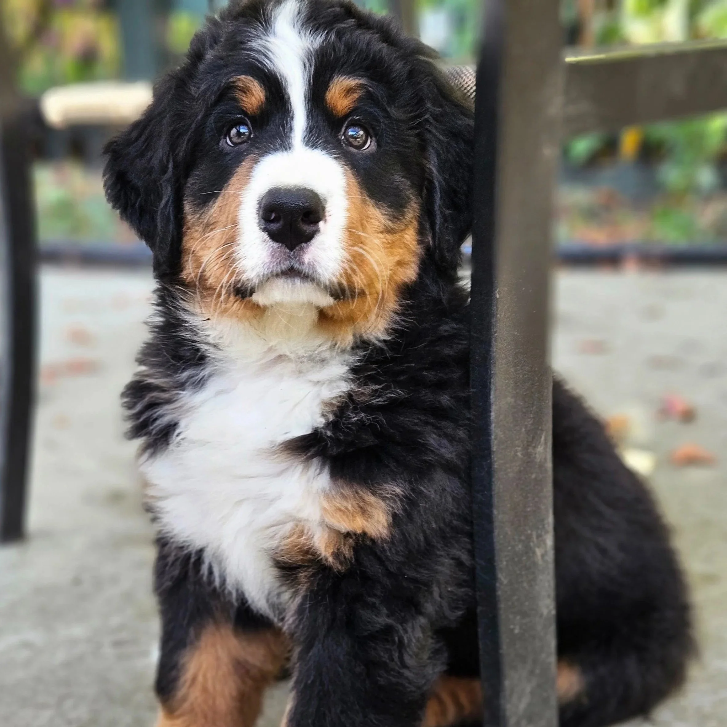 Bruno+7+weeks.jpg