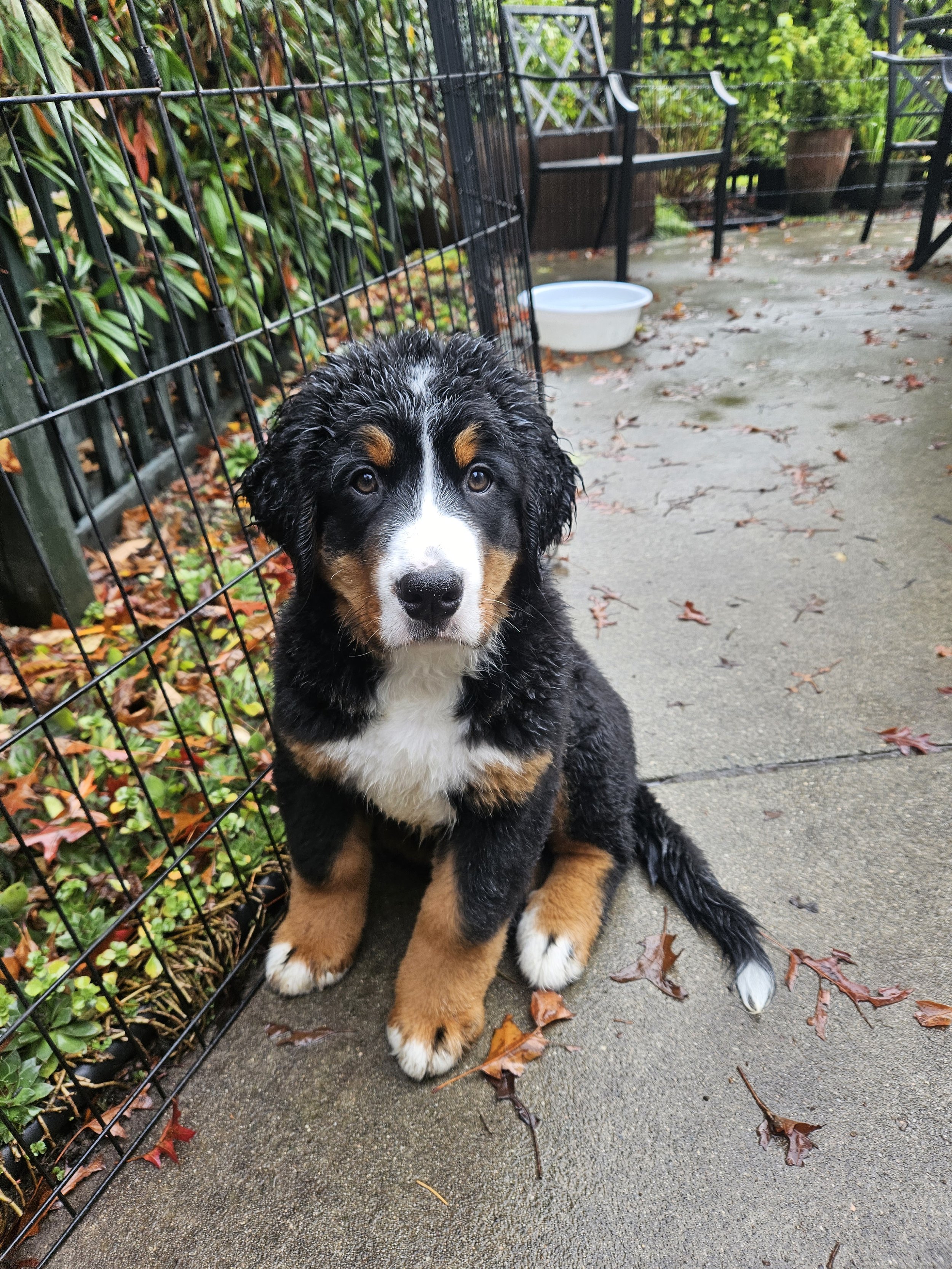 Reggie as pup on Patio.jpg