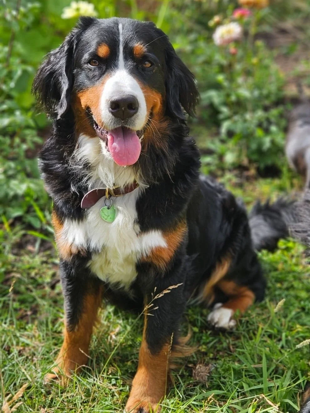 Leah - Female Dam