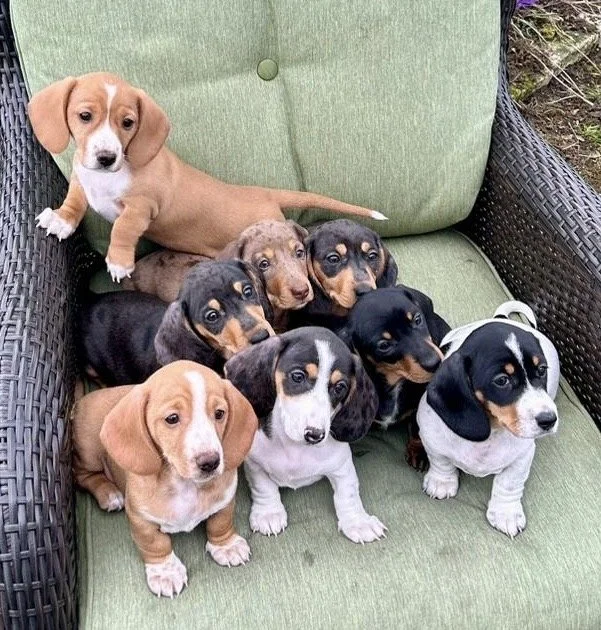pups.jpg