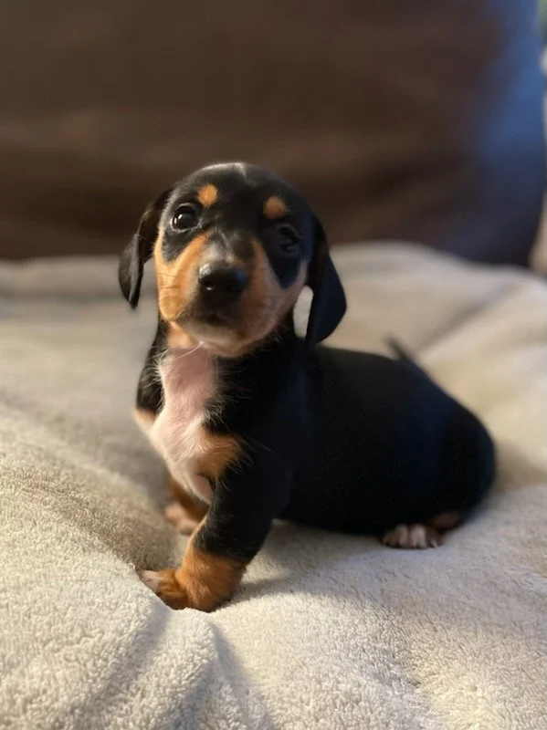 Rosie 4 weeks old (4).jpg