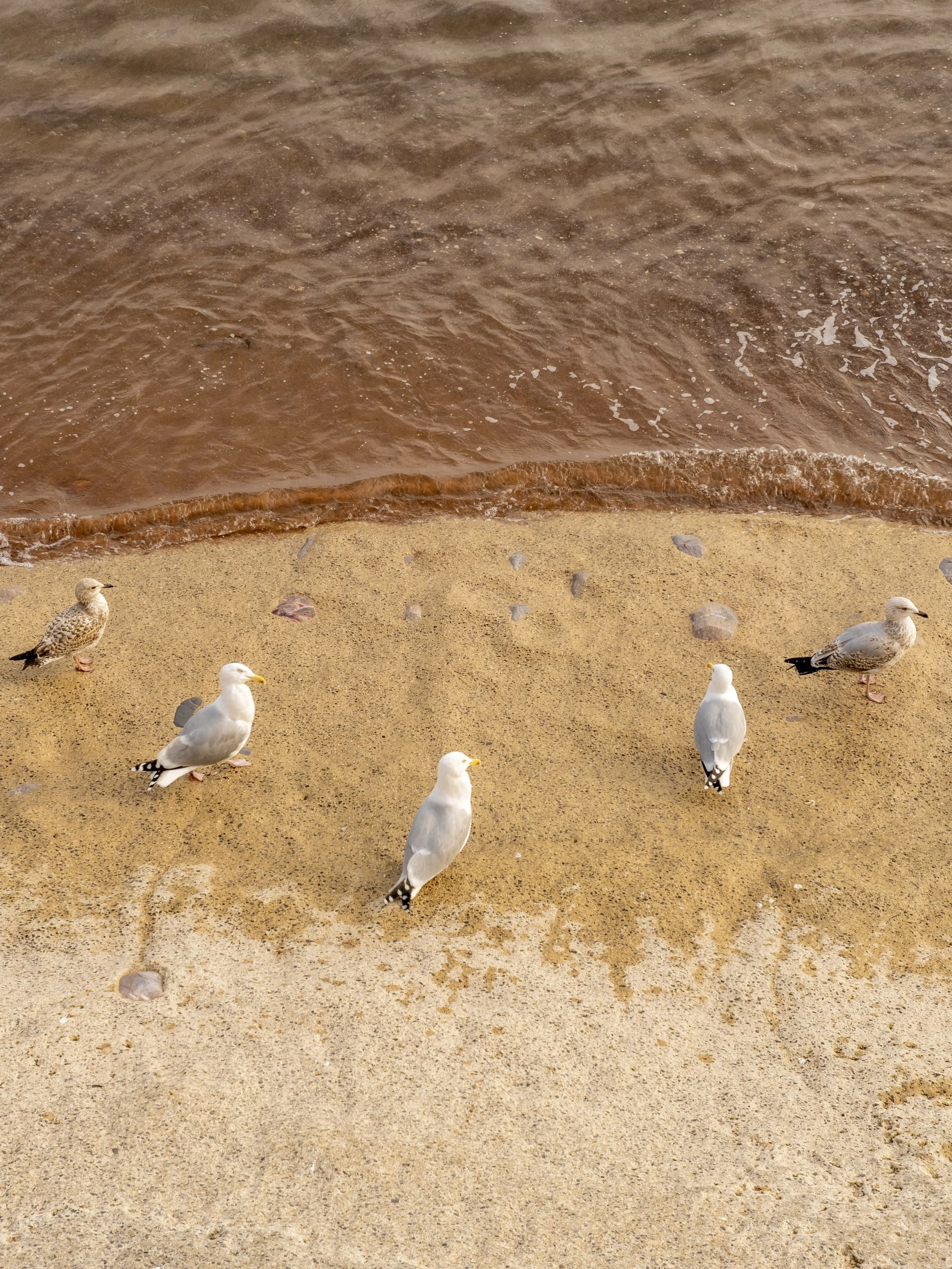 Seagulls on sandy beach near Geelong, Victoria.